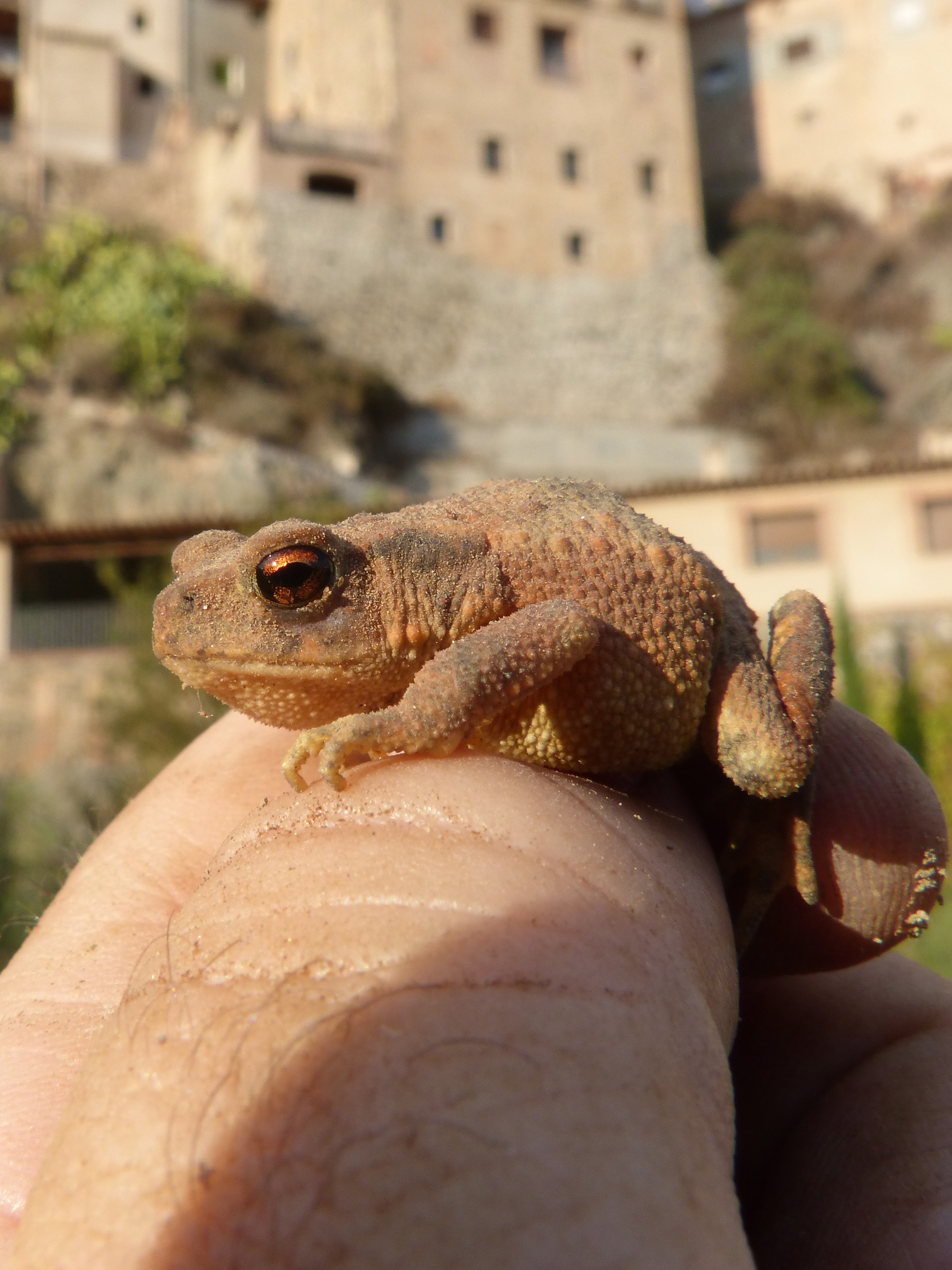 close-up, animal, amphibian, holding, hand, built structure, animal themes, finger, human hand, animals in the wild, one animal, real people, day, batrachian, Phone HD Wallpaper