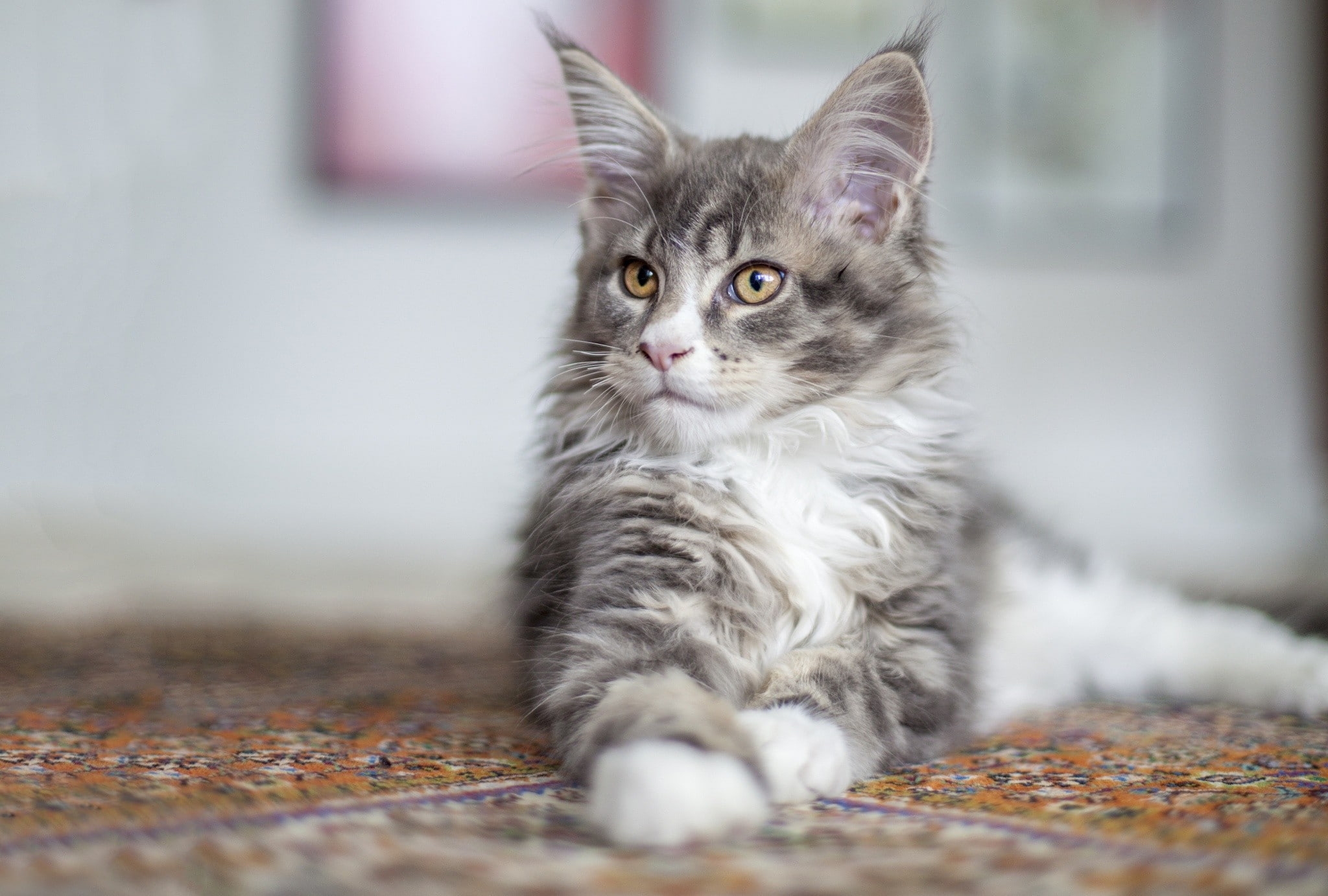 animals, maine coon, bend over, bokeh, coon, 1080P, bend, cat, maine, HD Wallpaper