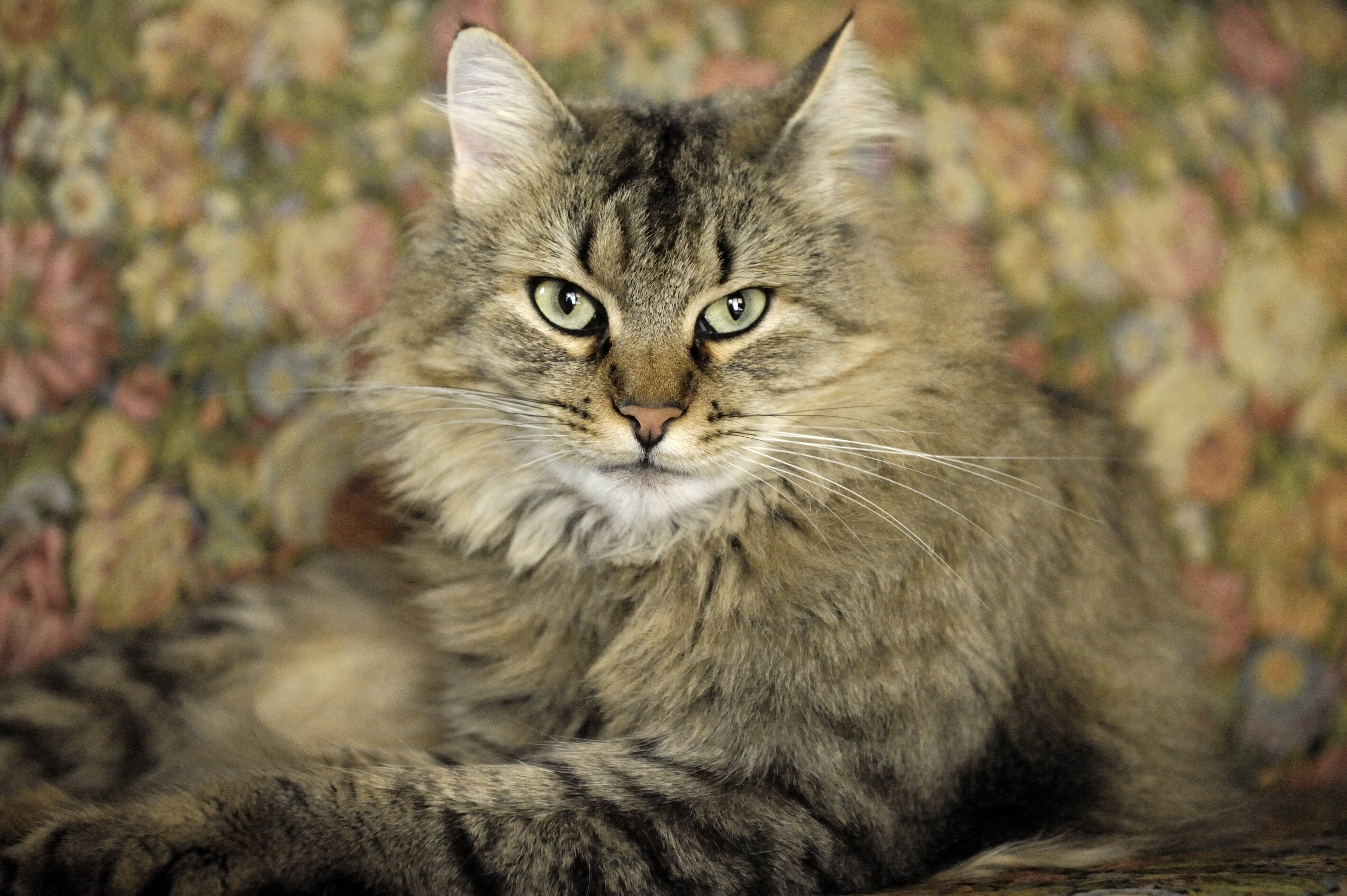 domestic, pets, cat, portrait, no people, HD, focus on foreground, background, domestic animals, mammal, one animal, domestic cat, HD Wallpaper
