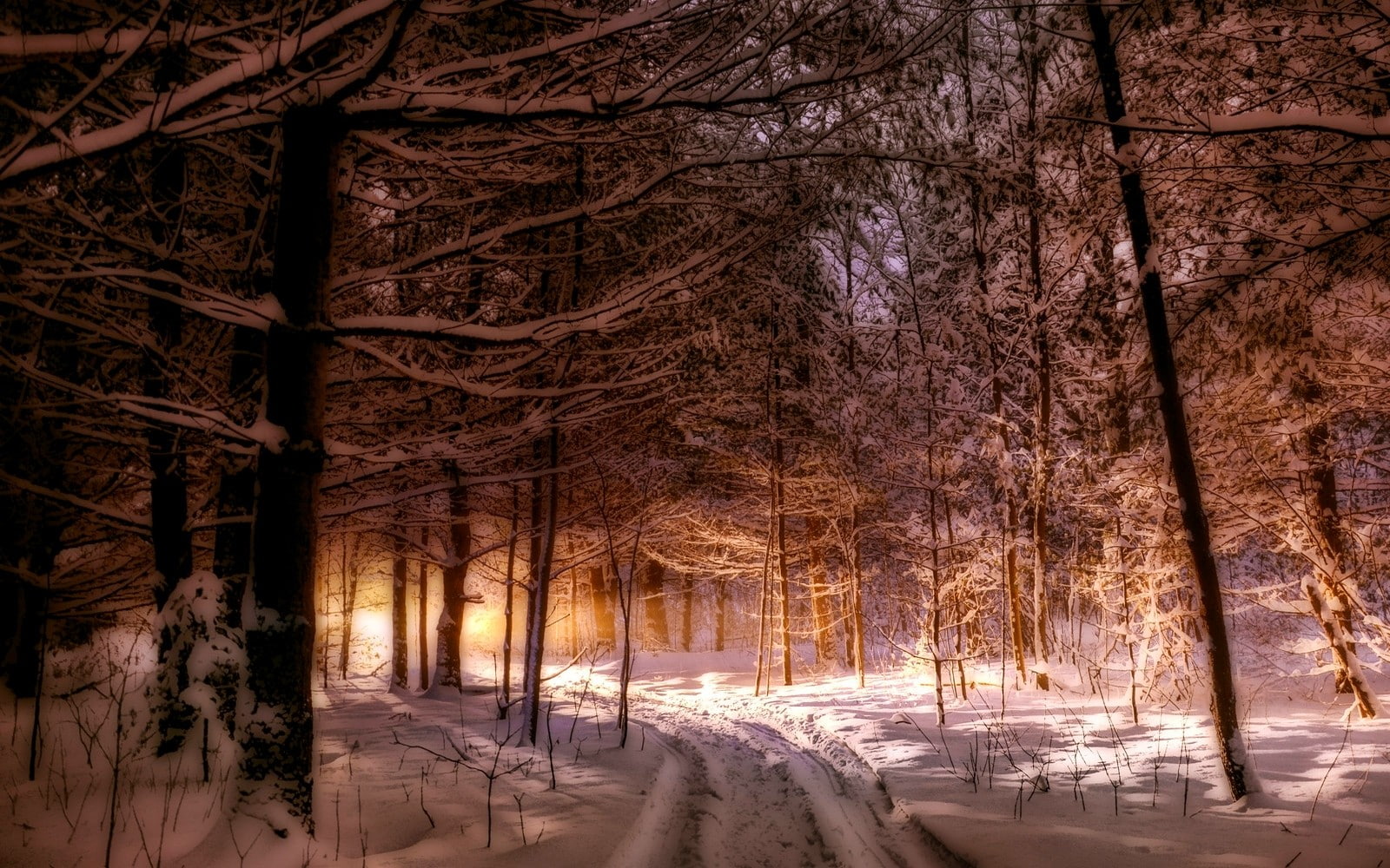 720P, snow, tree, growth, direction, forest, nature, woodland, plant, trees, cold temperature, path, tranquil scene, the way forward, covering, Maine, HD Wallpaper