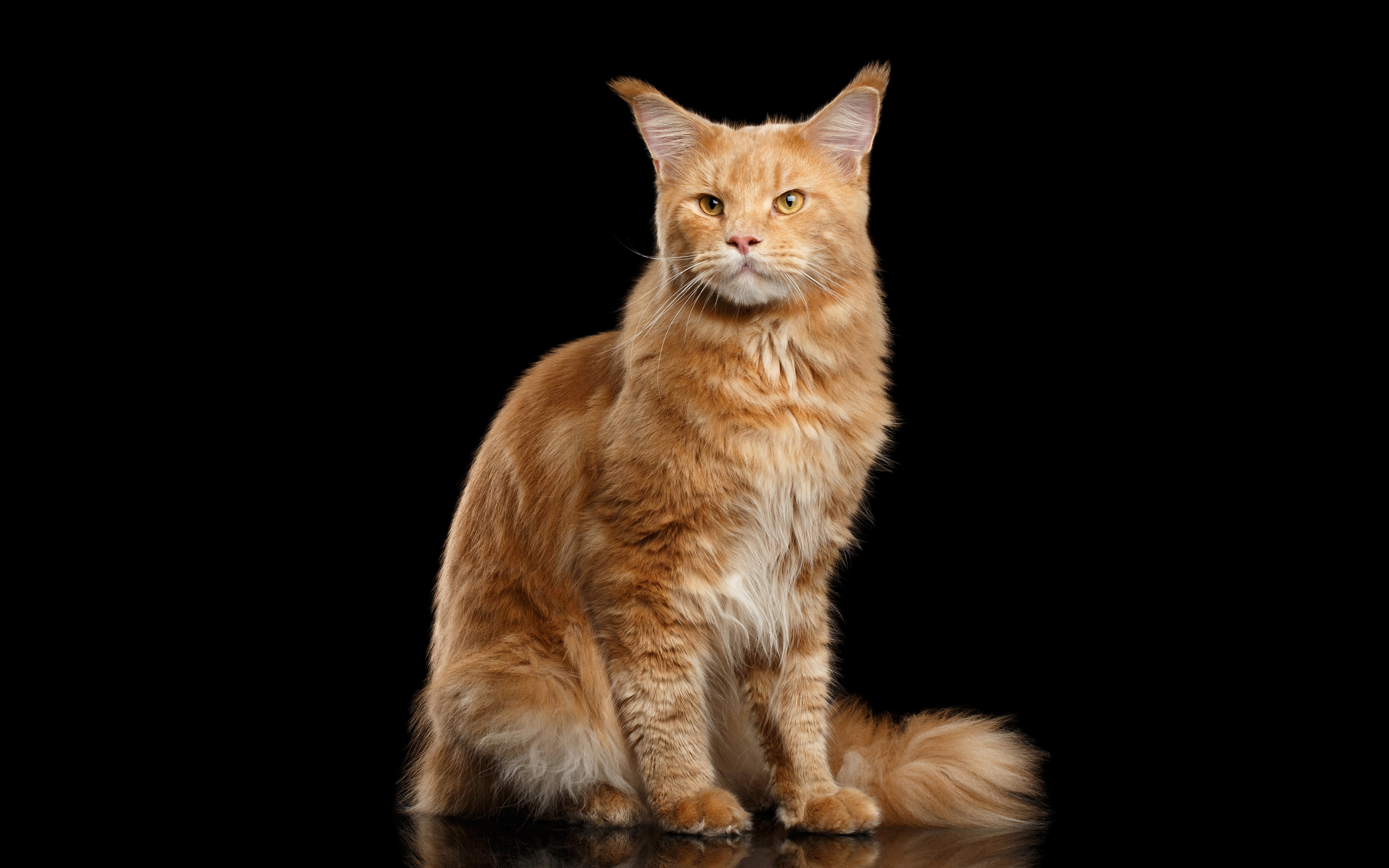 4K, Maine Coon, black background, cat, red, HD Wallpaper
