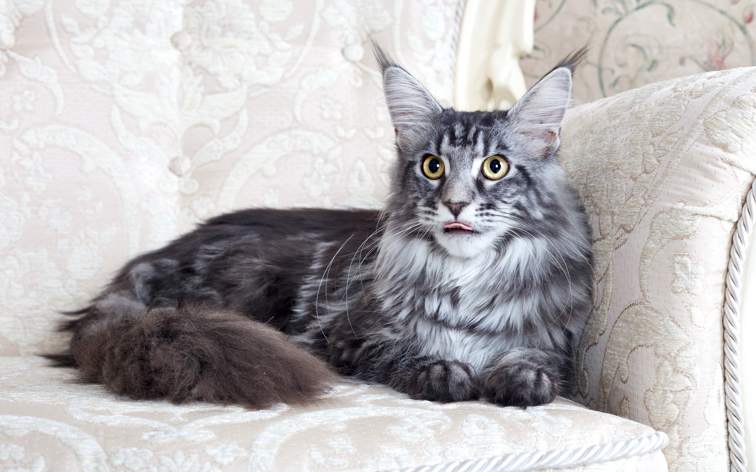 whisker, fluffy, long, furniture, no People, portrait, home Interior, cat, domestic Cat, beautiful, animal, resting, gray, fur, sleeping, cute, young Animal, HD Wallpaper