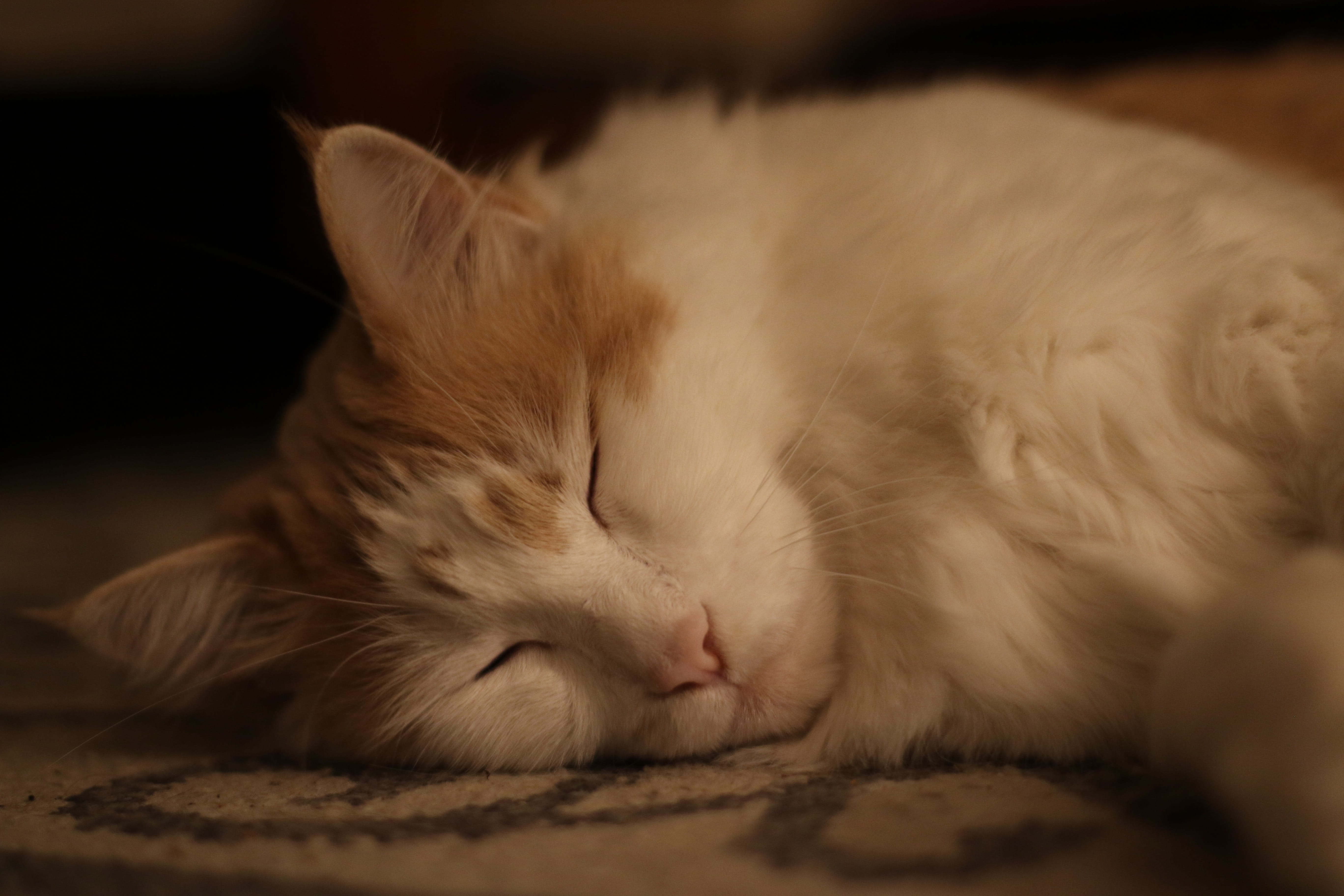 feline, one animal, fluffy, maine coon, close-up, domestic cat, animal, eyes closed, animal head, domestic animals, animal body part, cat, animal themes, HD Wallpaper