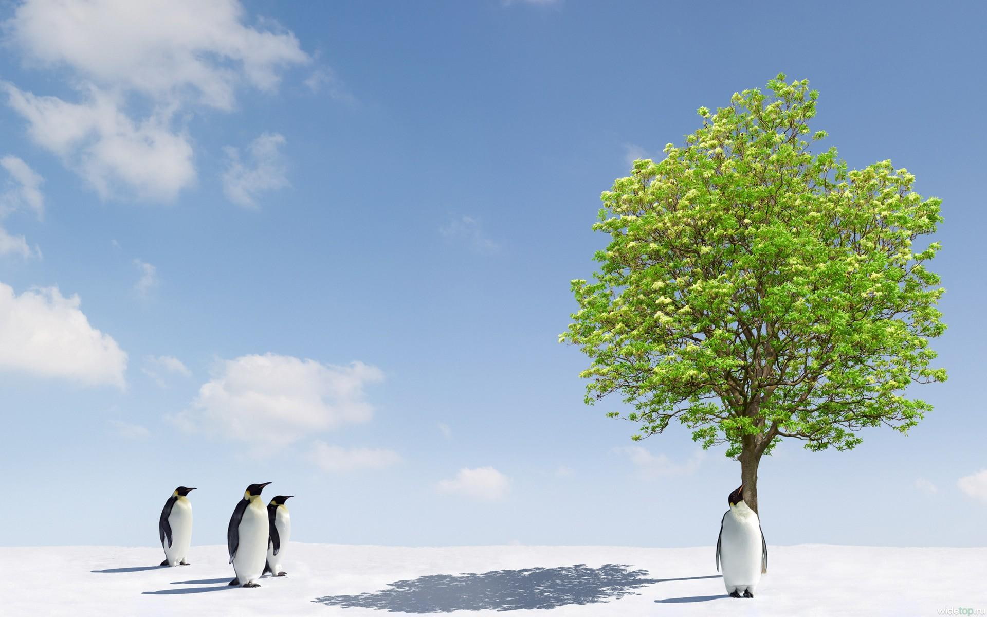 animals, tree, go, snow, penguins, will, photo, photography, 1080P, HD Wallpaper