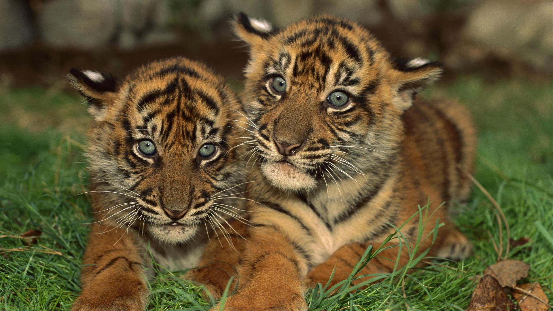 cute, animals, cubs, baby, two, 1080P, HD Wallpaper
