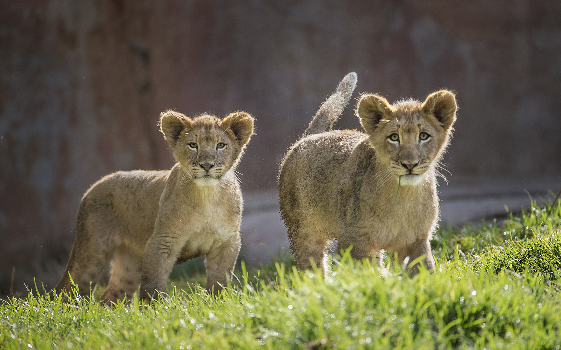 brown, grass, animals, cub, lion, hd, 1080P, lioness, white, HD Wallpaper