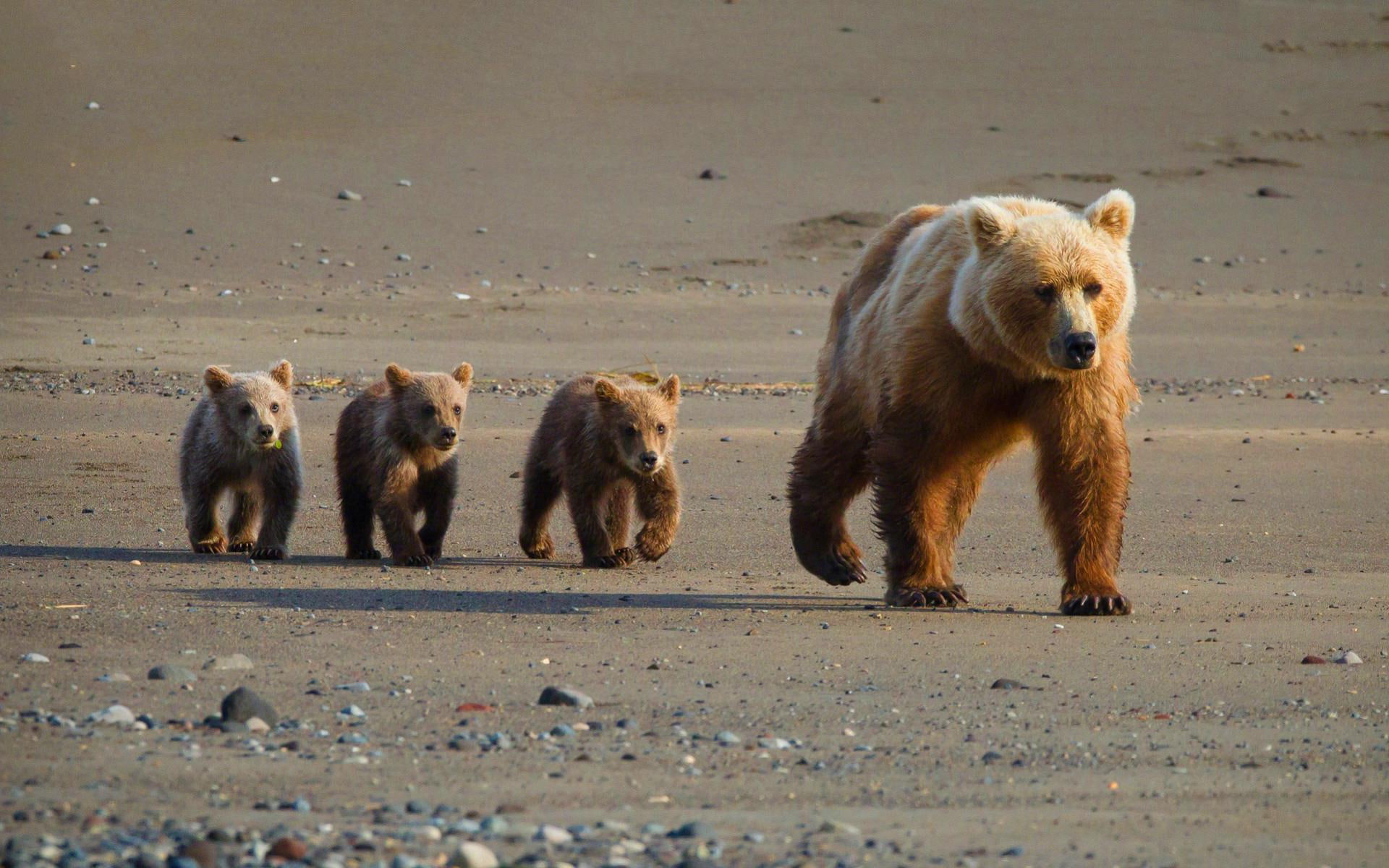 animal, cubs, bear, cute, 1080P, HD Wallpaper