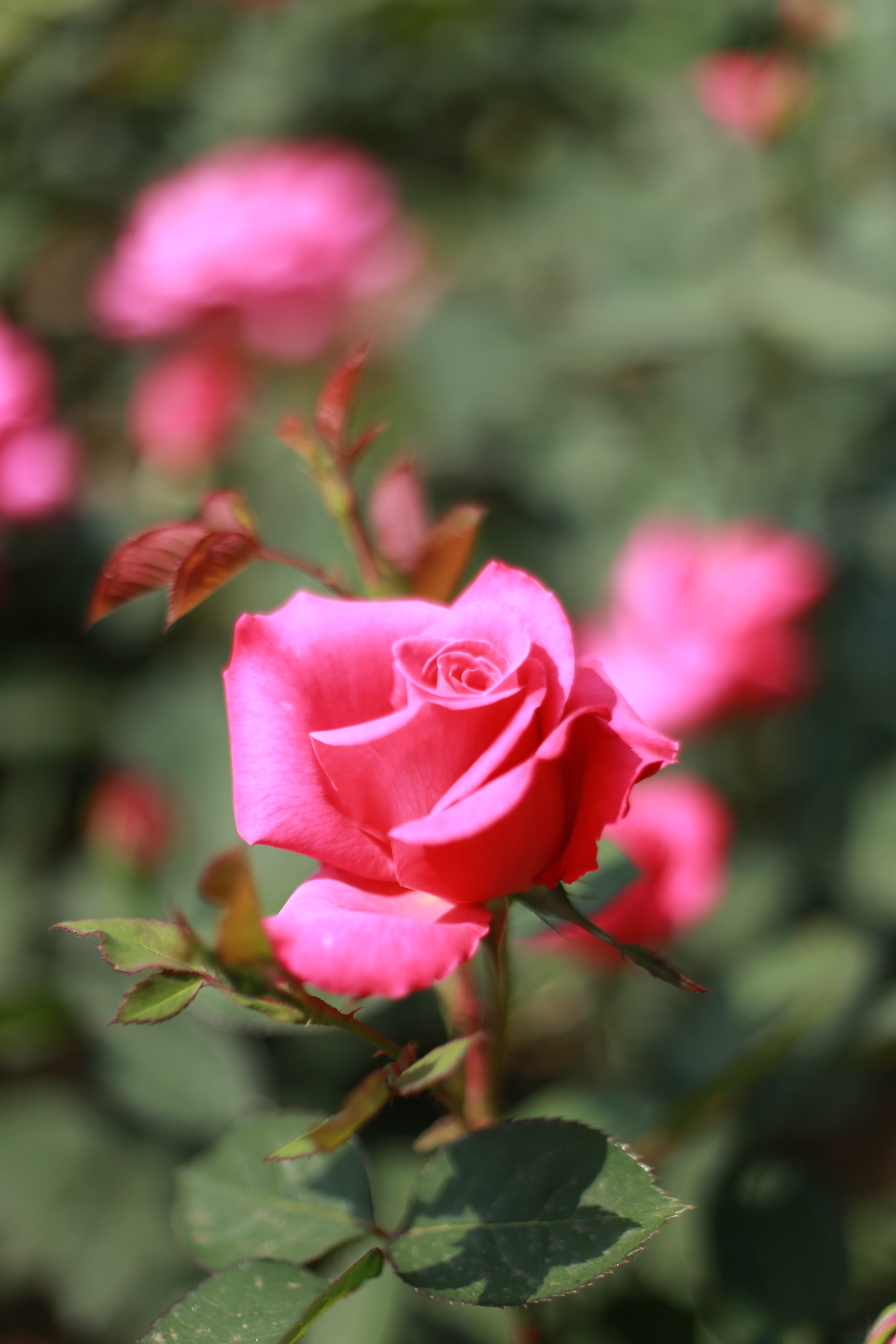 outdoors, fragility, pink rose, focus on foreground, beauty in nature, rose - flower, no people, vulnerability, day, pink color, plant part, flowers, plant, Phone HD Wallpaper