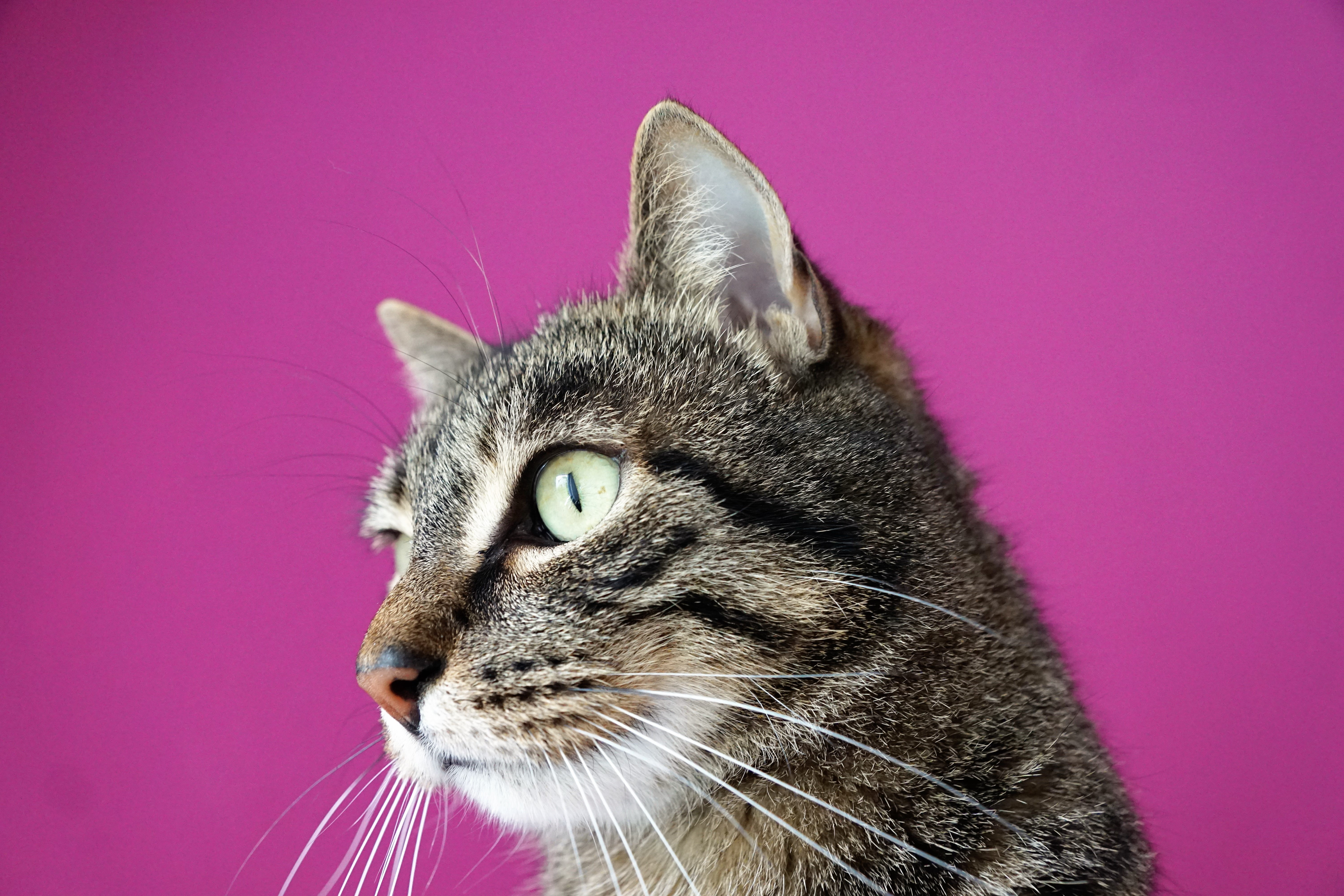 indoors, hawaii, cat, luck, colored background, domestic Cat, stress, feline, pink background, animal portrait, domestic, tiger, animal themes, pride, animal eye, HD Wallpaper
