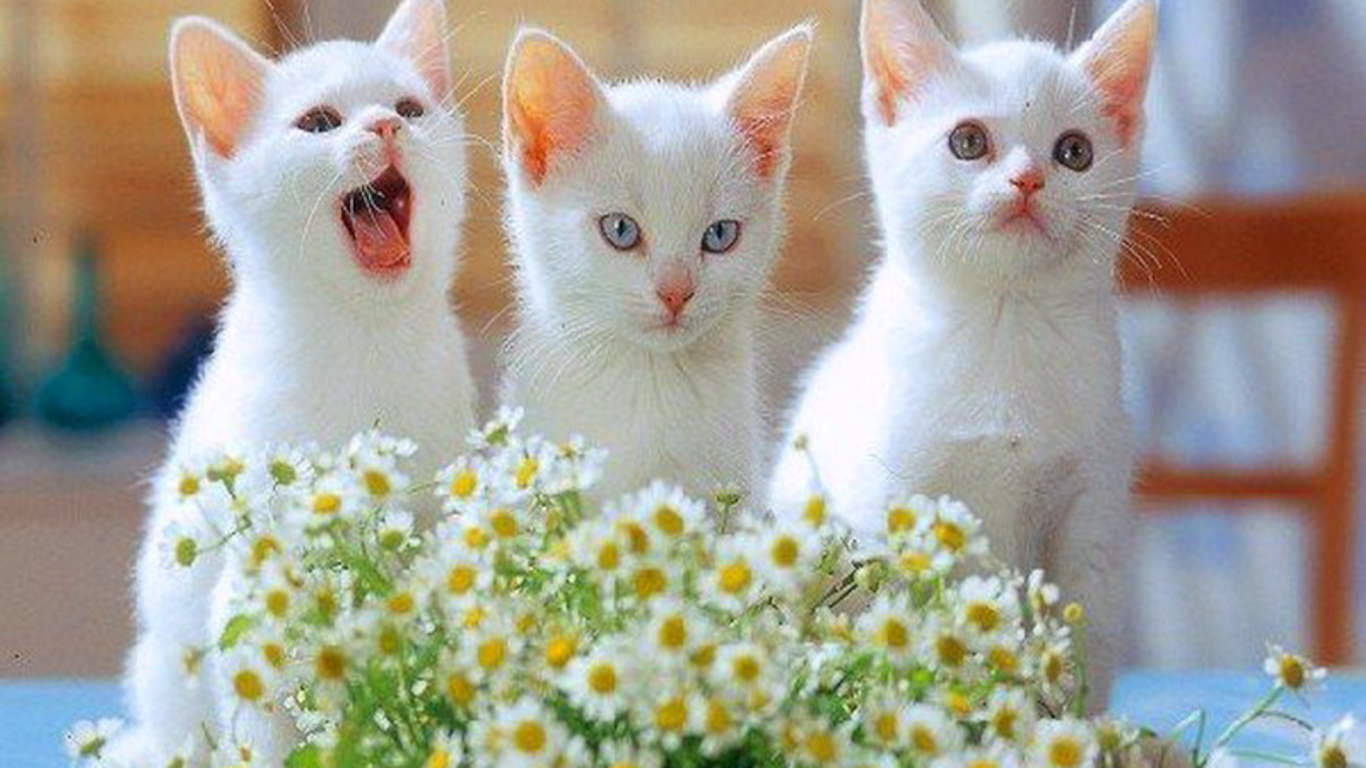 animal, domestic cat, animal themes, group of animals, small, 720P, two animals, pets, cat, plant, flowering plant, portrait, cats, kitten, flower, domestic, HD Wallpaper