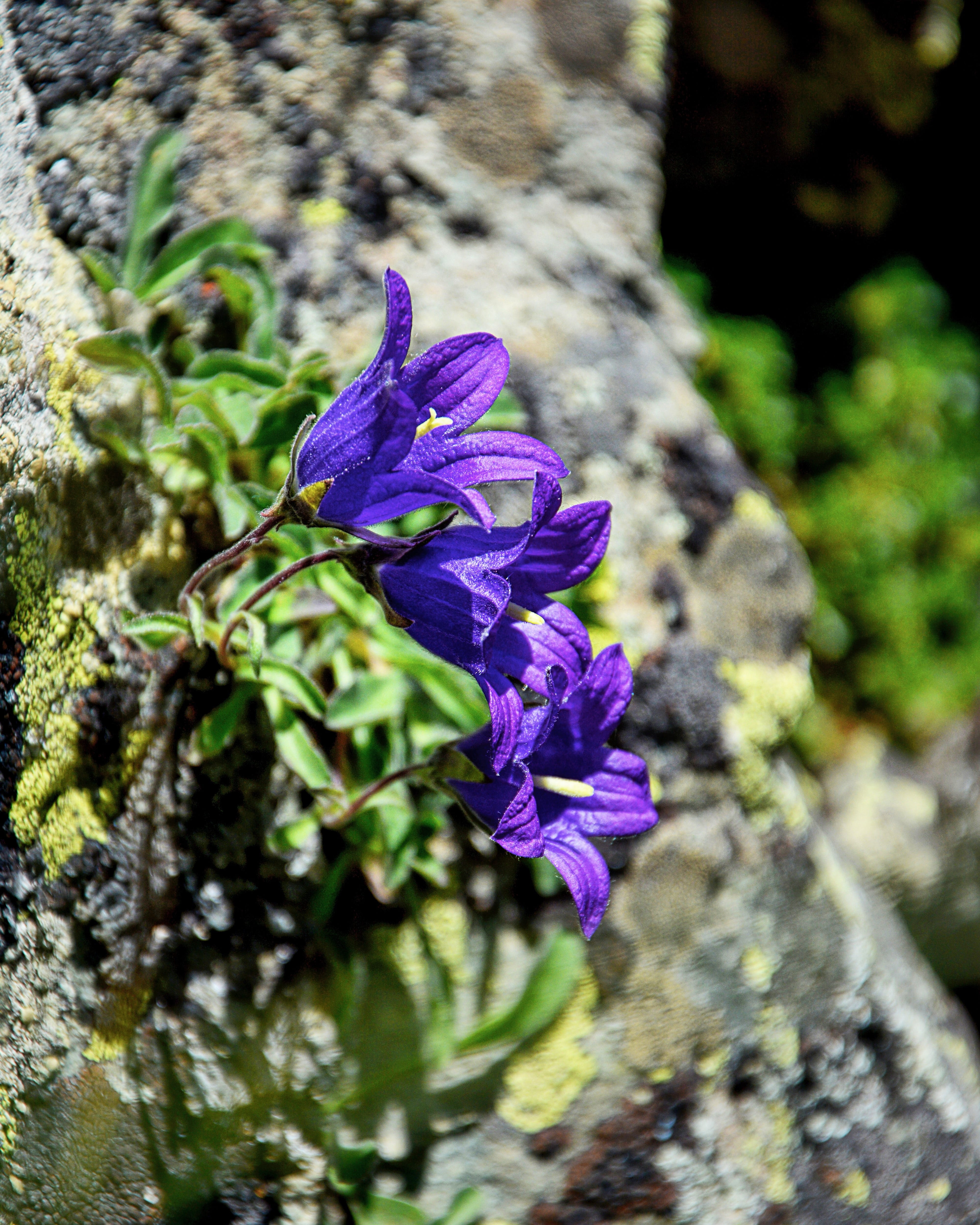 green, selective focus, botany, which opens in the rock, texture, purple, flower head, growth, vivid color, kennedy, fragility, the leaves are, plant, close-up, Phone HD Wallpaper