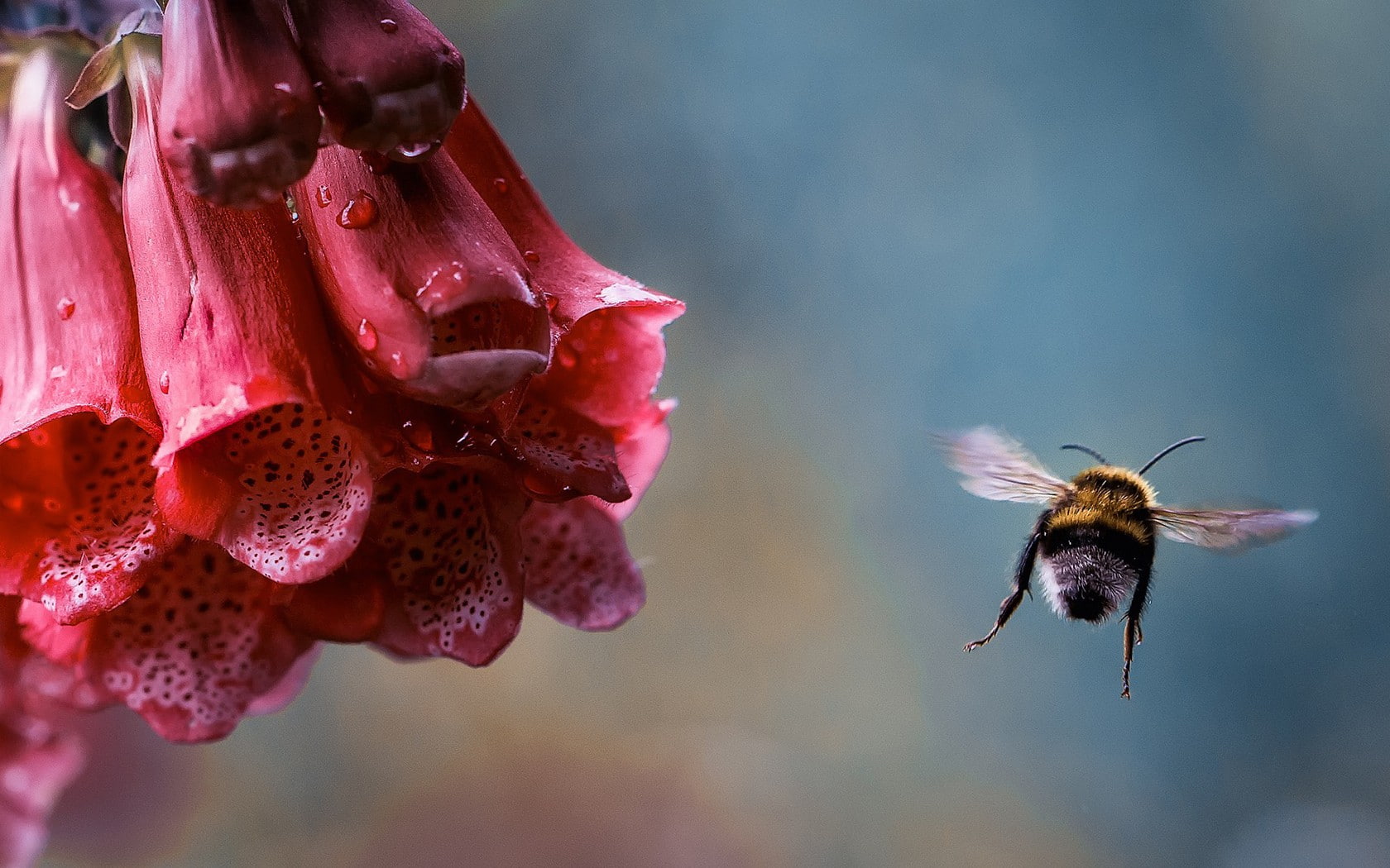 invertebrate, beauty in nature, focus on foreground, close-up, animal wildlife, freshness, animal themes, animals in the wild, dew, flower, flower head, HD Wallpaper