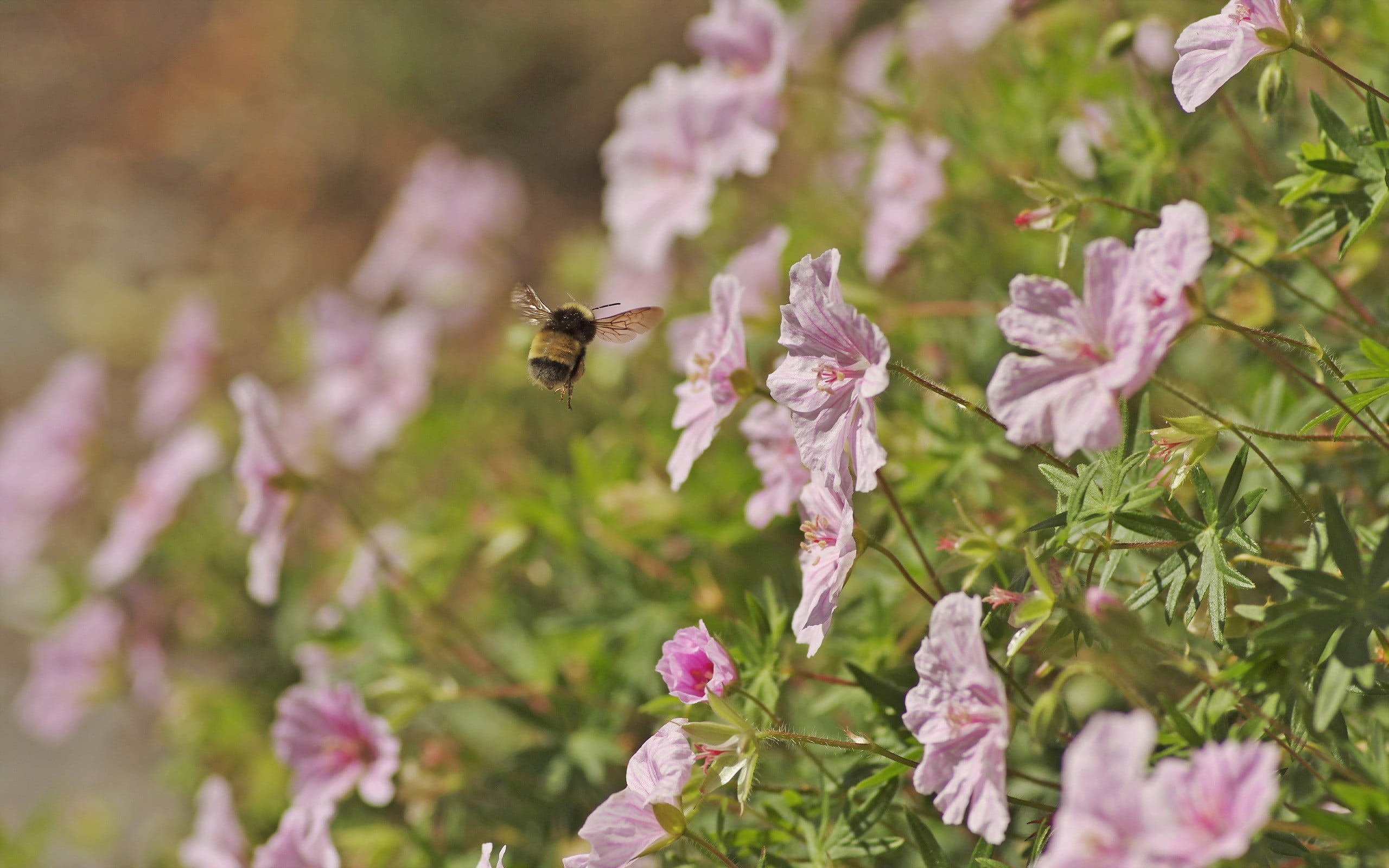 animal, flowering plant, flower head, animal themes, freshness, springtime, pollination, growth, hymenoptera, fragility, flowers, bumblebees, pollen, plants, HD Wallpaper