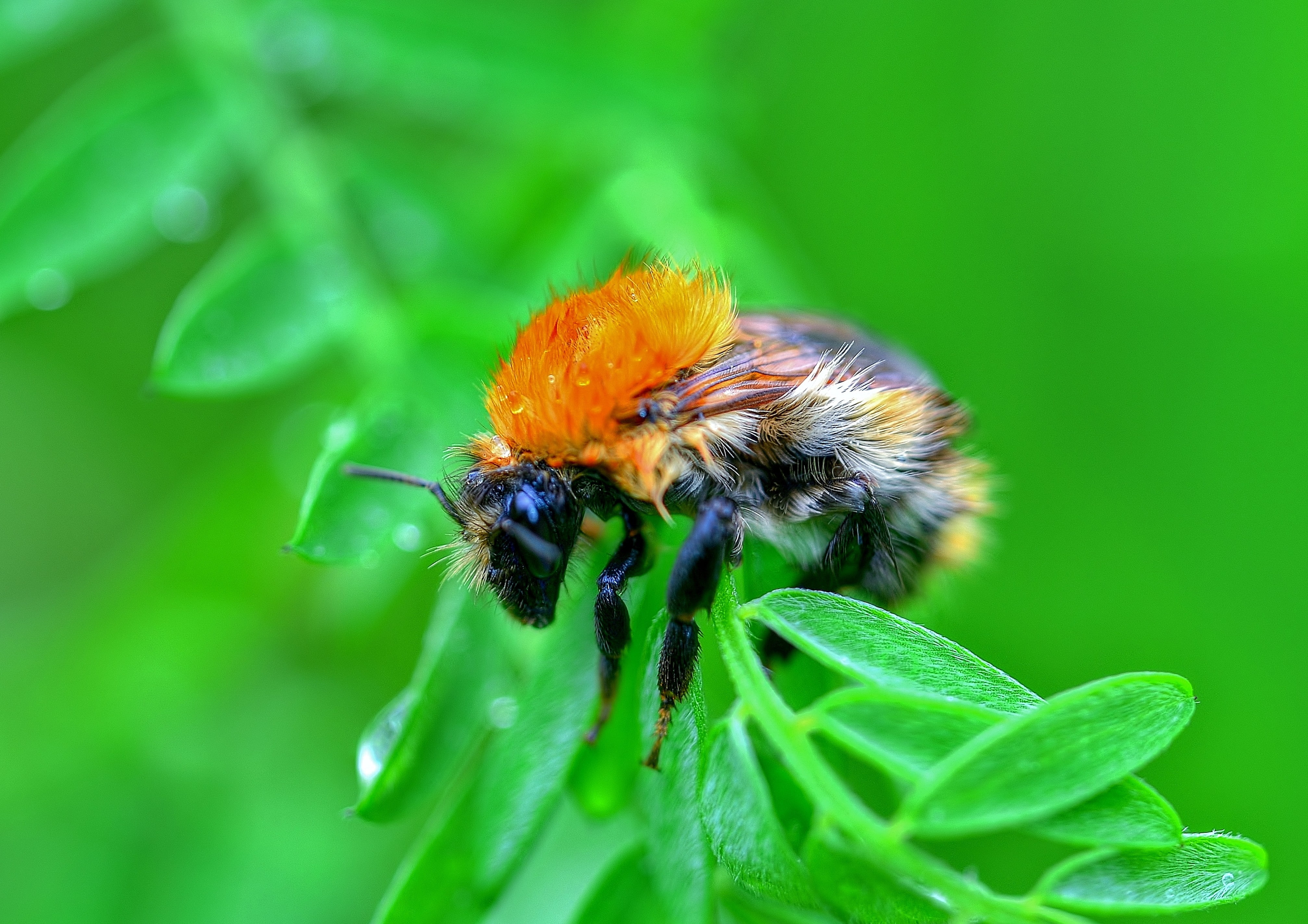 green, animals, green color, bumblebee, invertebrate, flower, flowering plant, animals in the wild, pollination, bumblebees, bee, one animal, close-up, HD Wallpaper