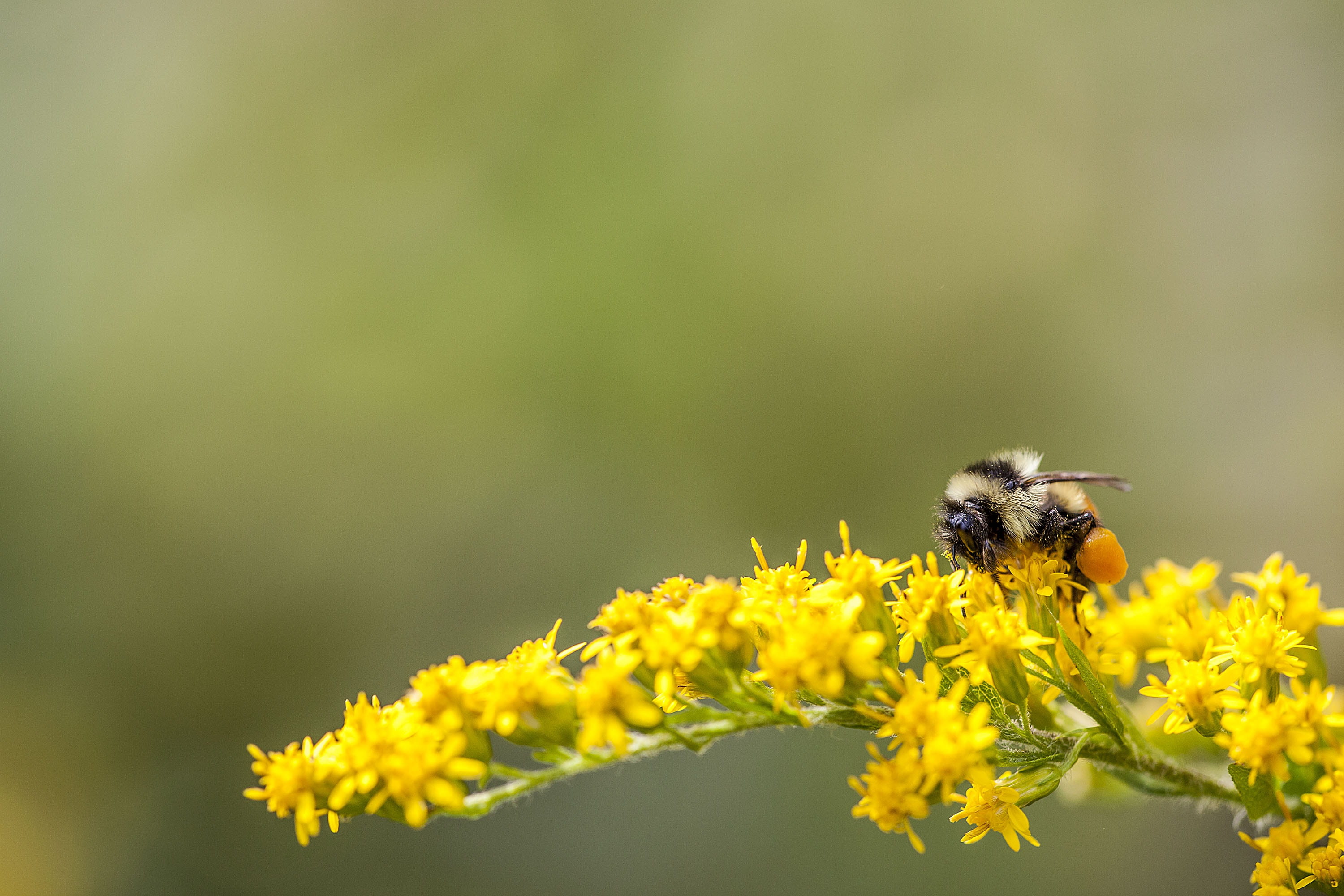 outdoors, invertebrate, animal, flower, sting, springtime, bumble, close-up, yellow, pollination, animal themes, fragility, pollen, beauty in nature, flowering plant, HD Wallpaper