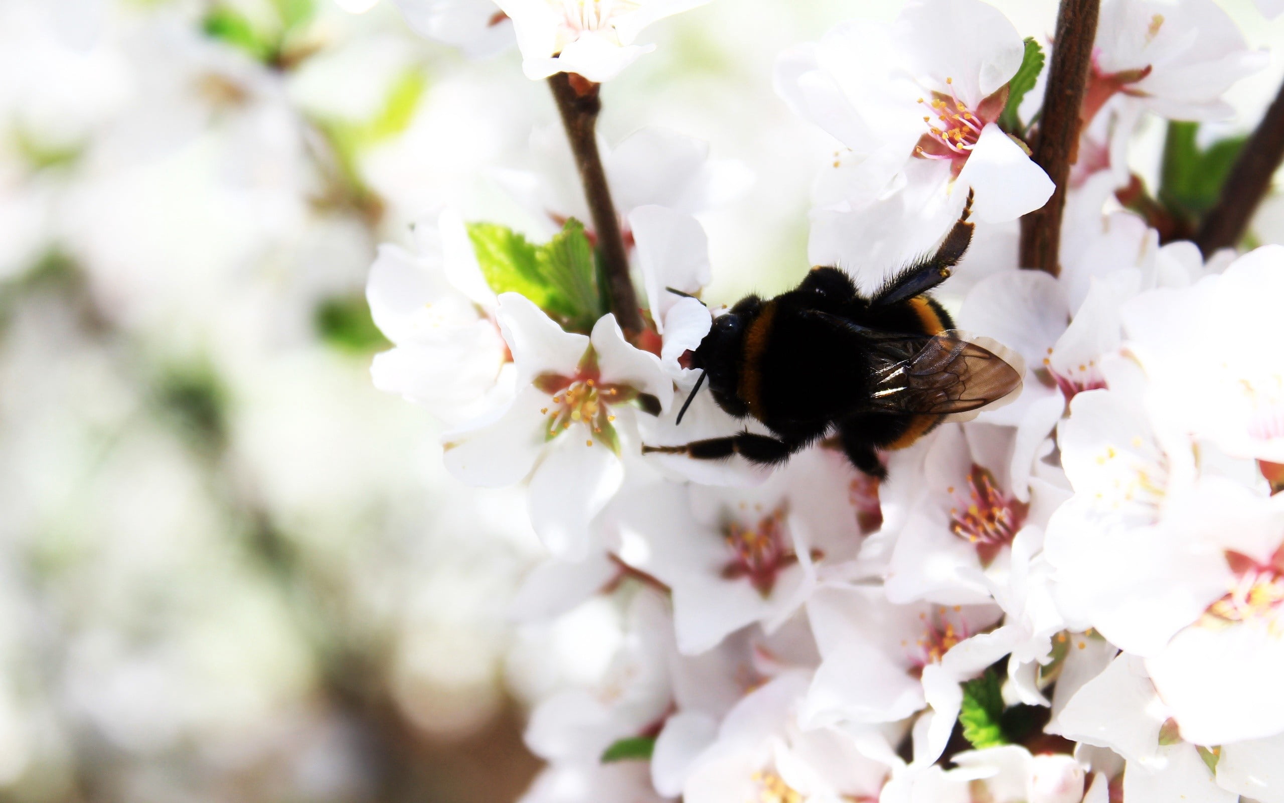 pollen, day, animals And Pets, animals in the wild, bumblebee, plant, vulnerability, animal, flowerbed, honey Bee, animal themes, formal Garden, petal, HD Wallpaper