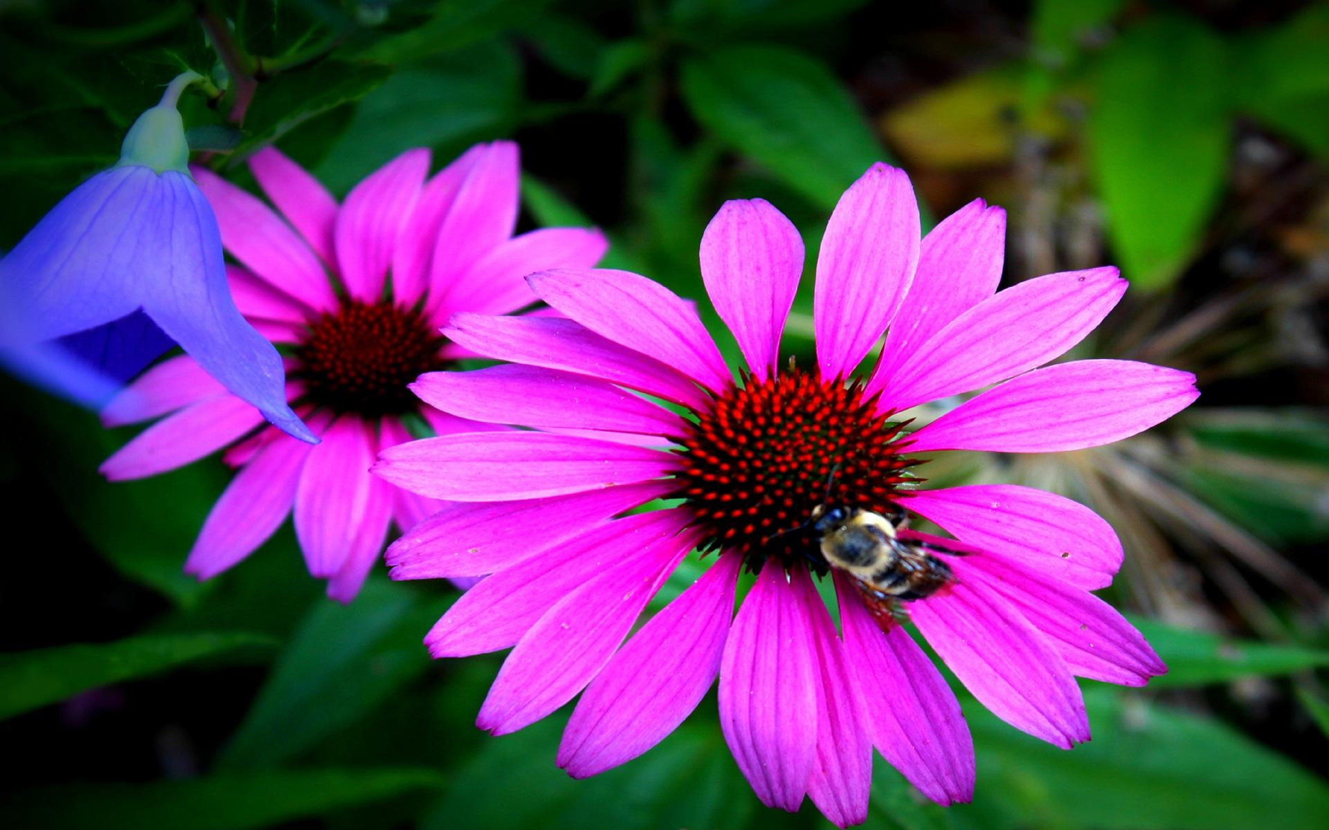 bumble, flower, leaves, daylight, pink, 1080P, nature, petals, animals, darkpink, beautiful, center, green, bee, nature and, HD Wallpaper