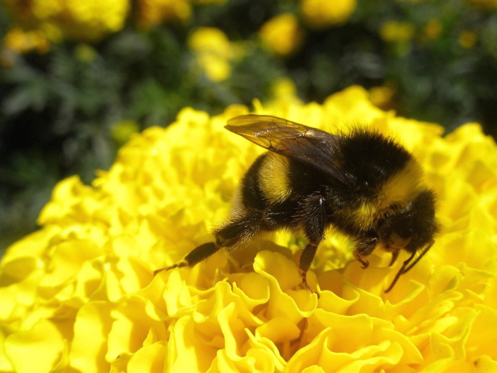 animal, backgrounds, pollination, inflorescence, animal themes, flower, animals in the wild, color Image, outdoors, animal wildlife, flying, summer, macro, HD Wallpaper