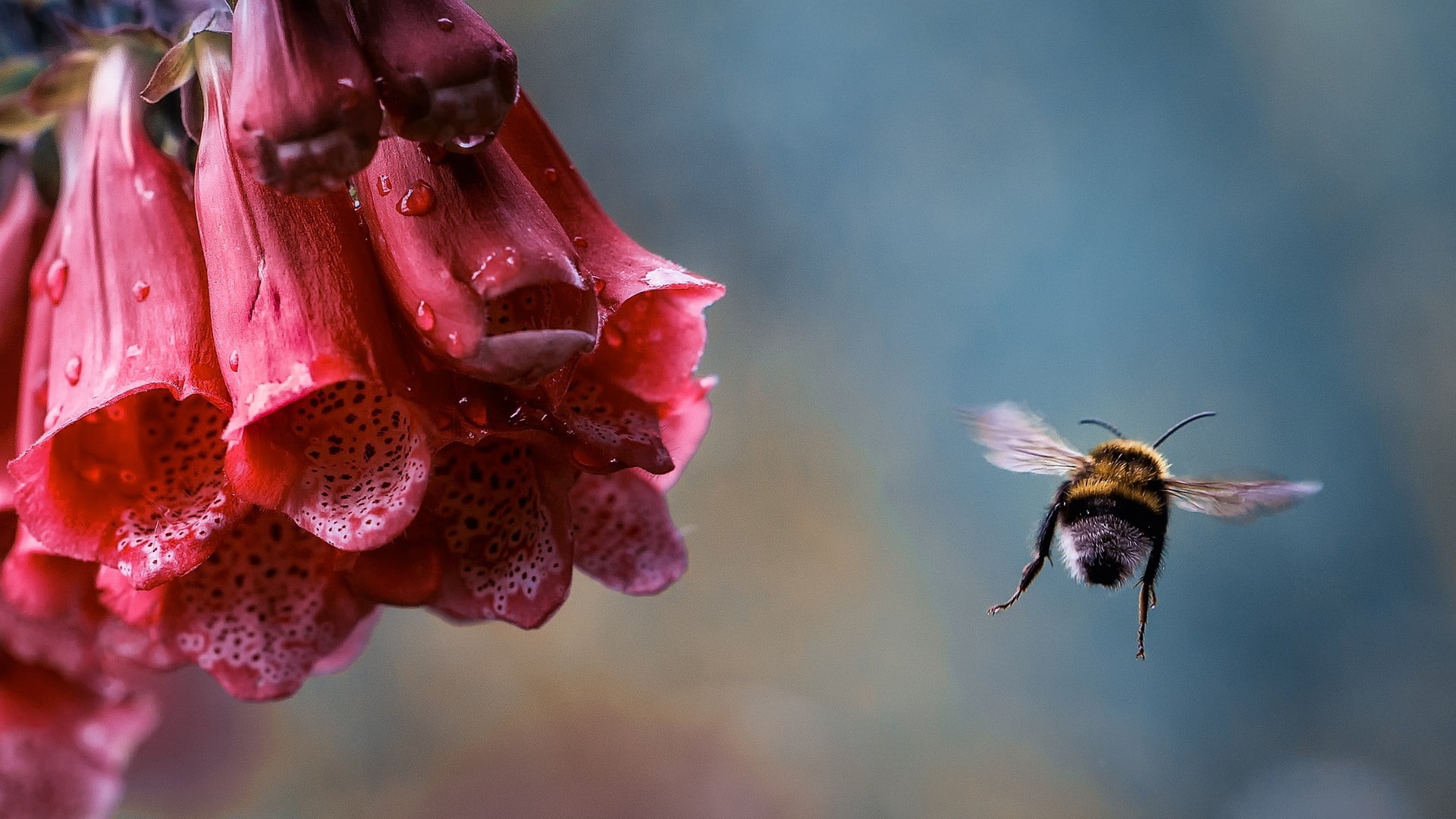 bee, outdoors, animal, plant, pollination, no people, flower Head, freshness, macro, beauty In Nature, petal, bumblebee, focus on foreground, wildlife, HD Wallpaper