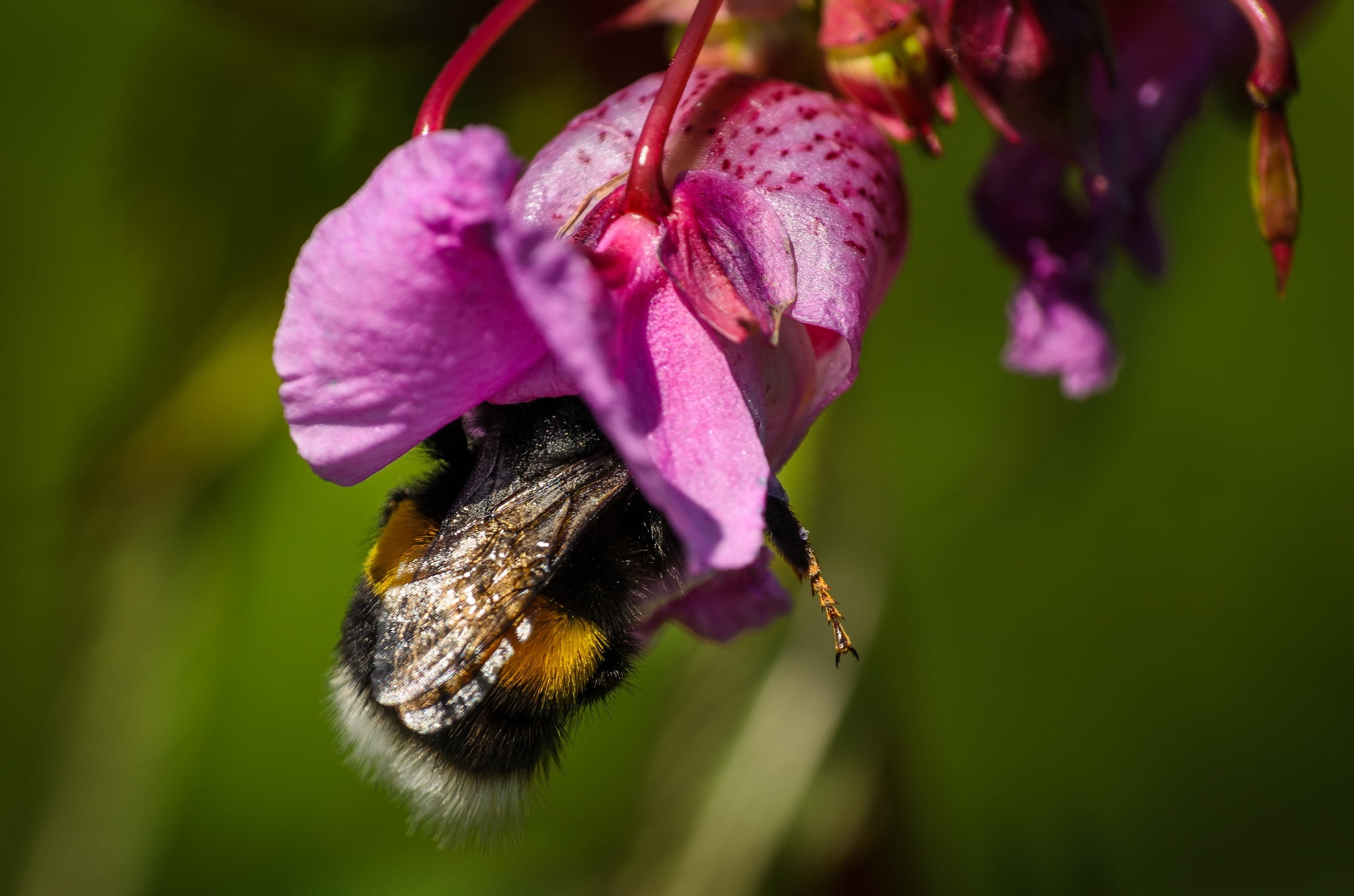petal, animal wildlife, pollen, one animal, insect, fragility, bumble, flowering plant, macro, freshness, vulnerability, bee, bumblebee, animal, invertebrate, HD Wallpaper