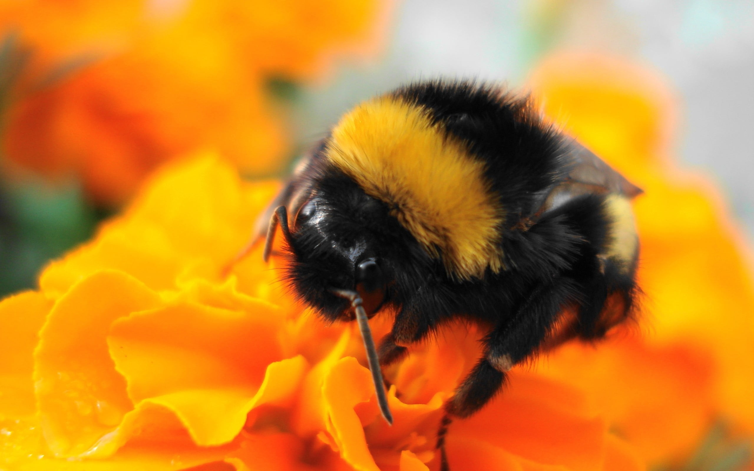 insect, flower, honey Bee, yellow, springtime, pollen, small, green Color, pets, blossom, formal Garden, animals And Pets, animal head, focus on foreground, HD Wallpaper