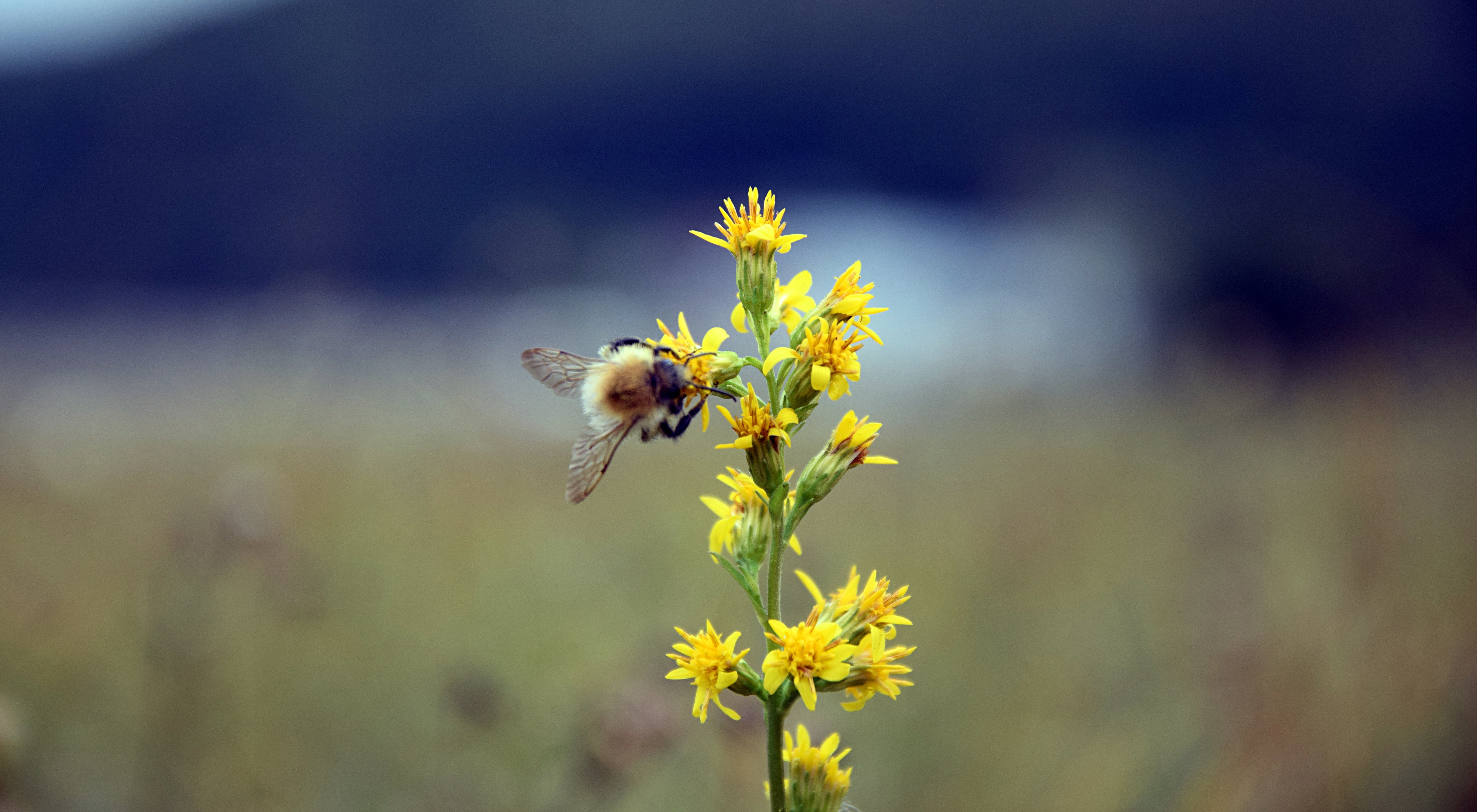 day, flower, pollination, meadow, flowers, beauty In Nature, dandelion, bee, plant, blossom, rural Scene, animal themes, season, freshness, one animal, HD Wallpaper