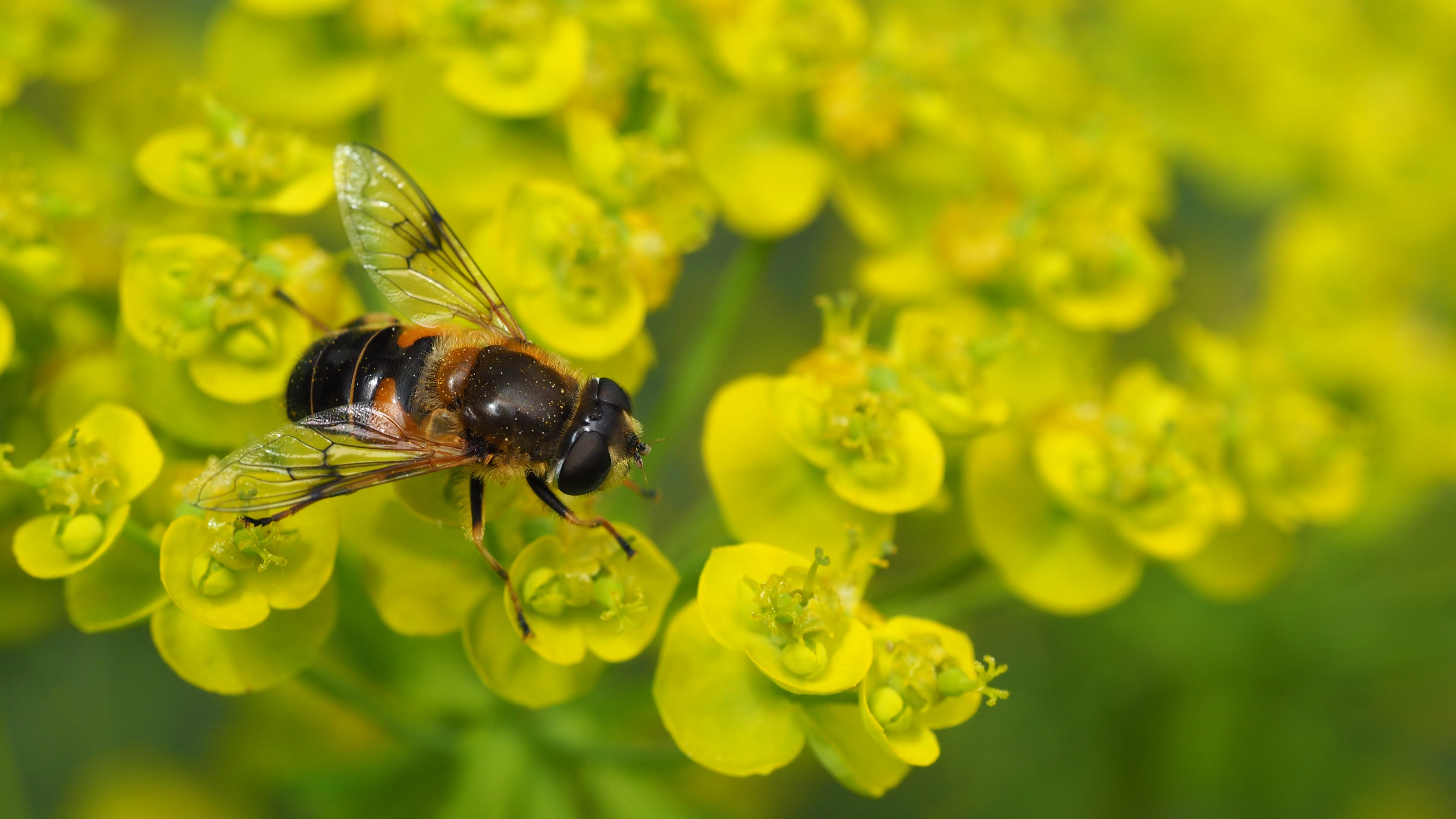 sedum, no people, animal themes, outdoors, yellow, vulnerability, flower, pollination, bee, bug, fragility, one animal, flowering plant, growth, 4K, plant, HD Wallpaper
