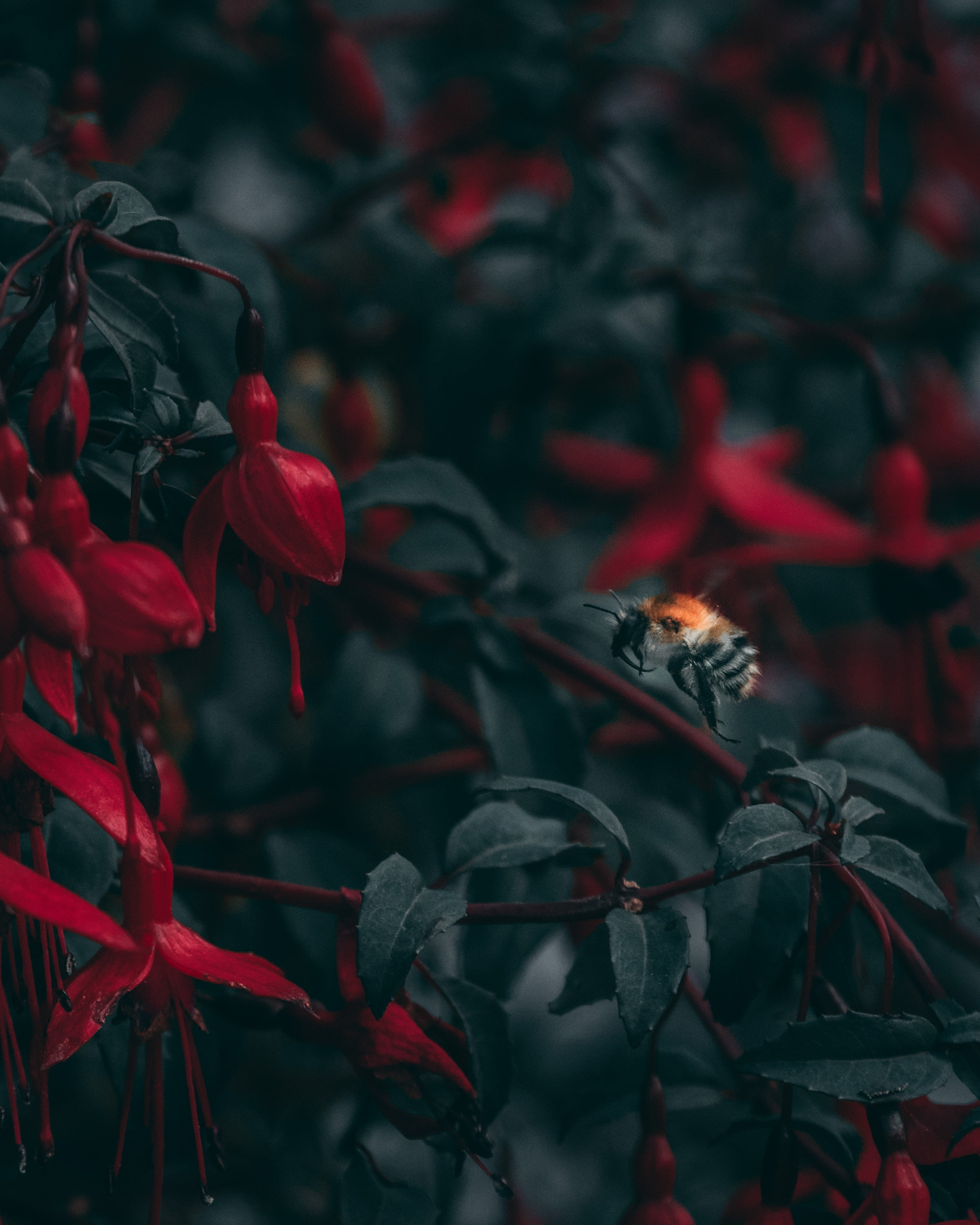 beauty in nature, vulnerability, tree, bee, fragility, outdoors, flower head, freshness, flower, 2K, day, no people, flowers, bumble, blur, growth, insect, Phone HD Wallpaper