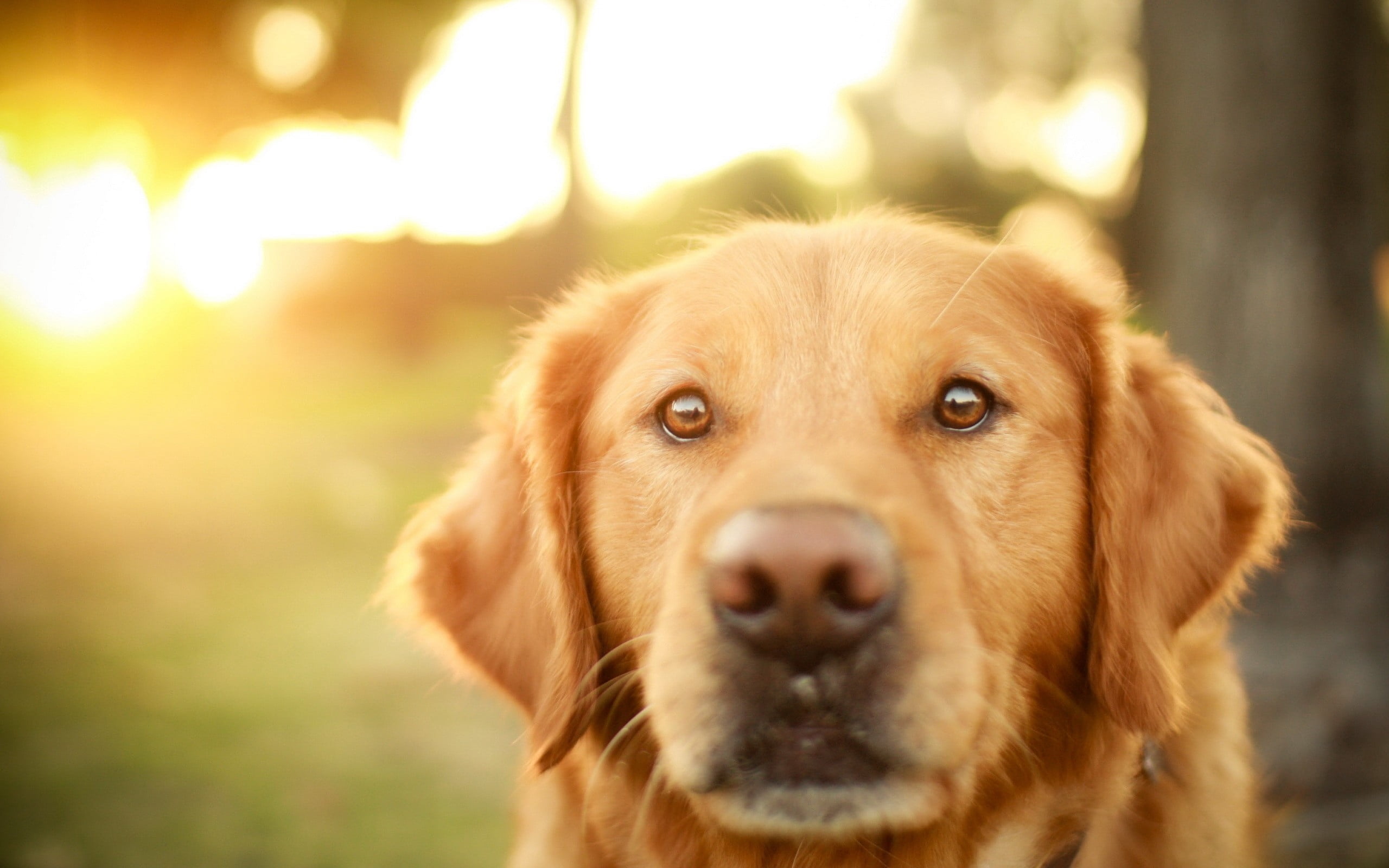 animal head, pets, retriever, fur, loyalty, adult, close-up, animals And Pets, dogs, young Animal, sunlight, animal themes, yellow, mammal, day, no People, HD Wallpaper