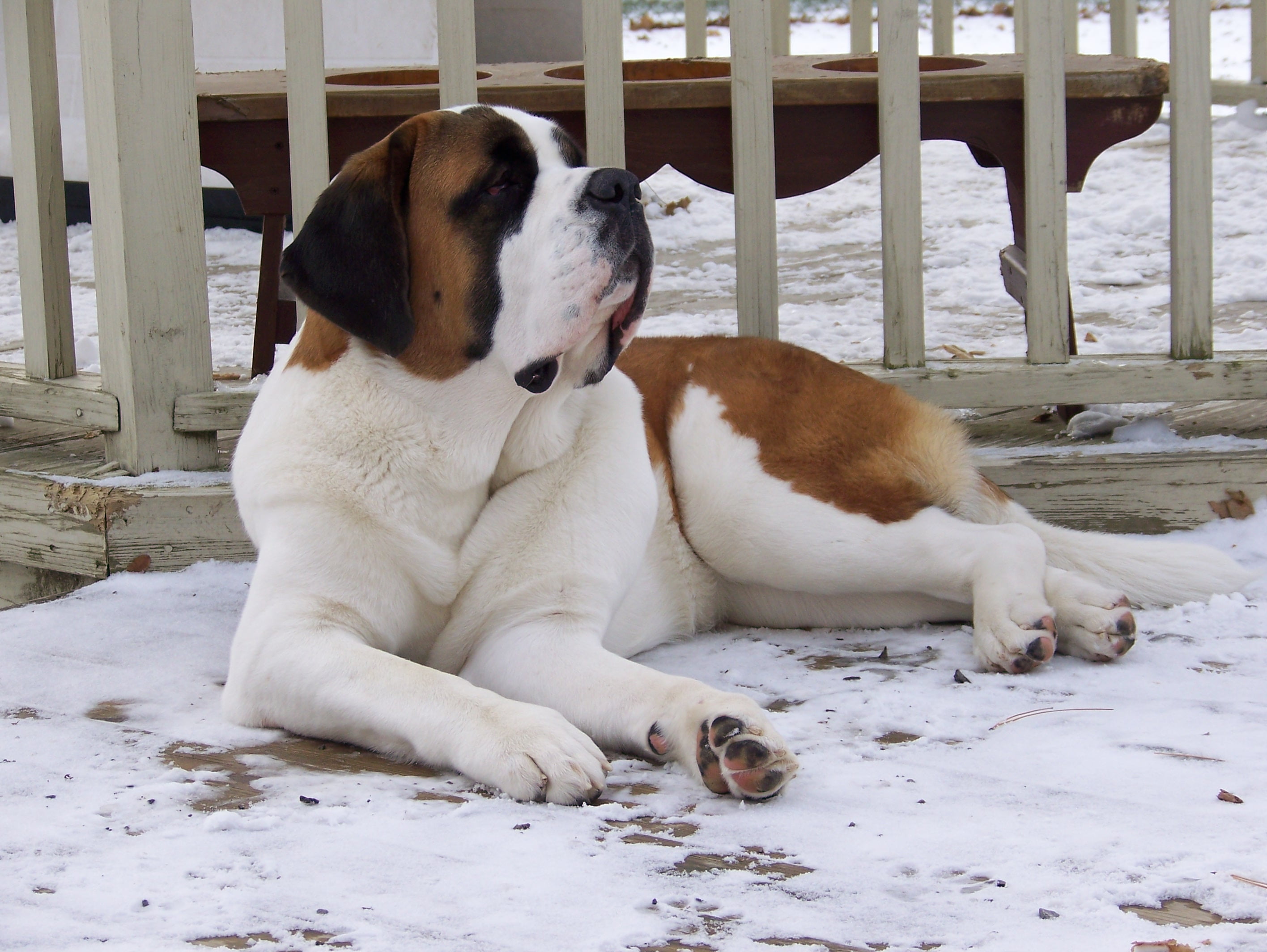 white color, winter, friendship, mammal, lying, domestic Animals, canine, purebred Dog, adult, cute, st bernard, nature, outdoors, animal themes, young Animal, HD Wallpaper