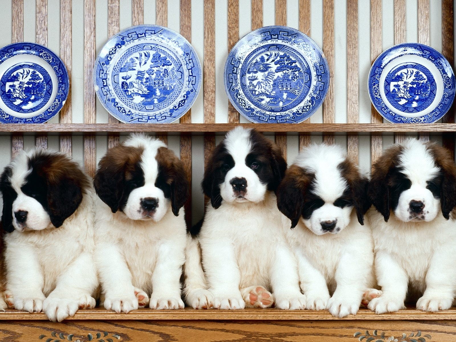 no people, pets, 720P, domestic animals, white, domestic, animal themes, plates, puppies, in a row, side by side, five, dishes, vertebrate, saint, young animal, HD Wallpaper