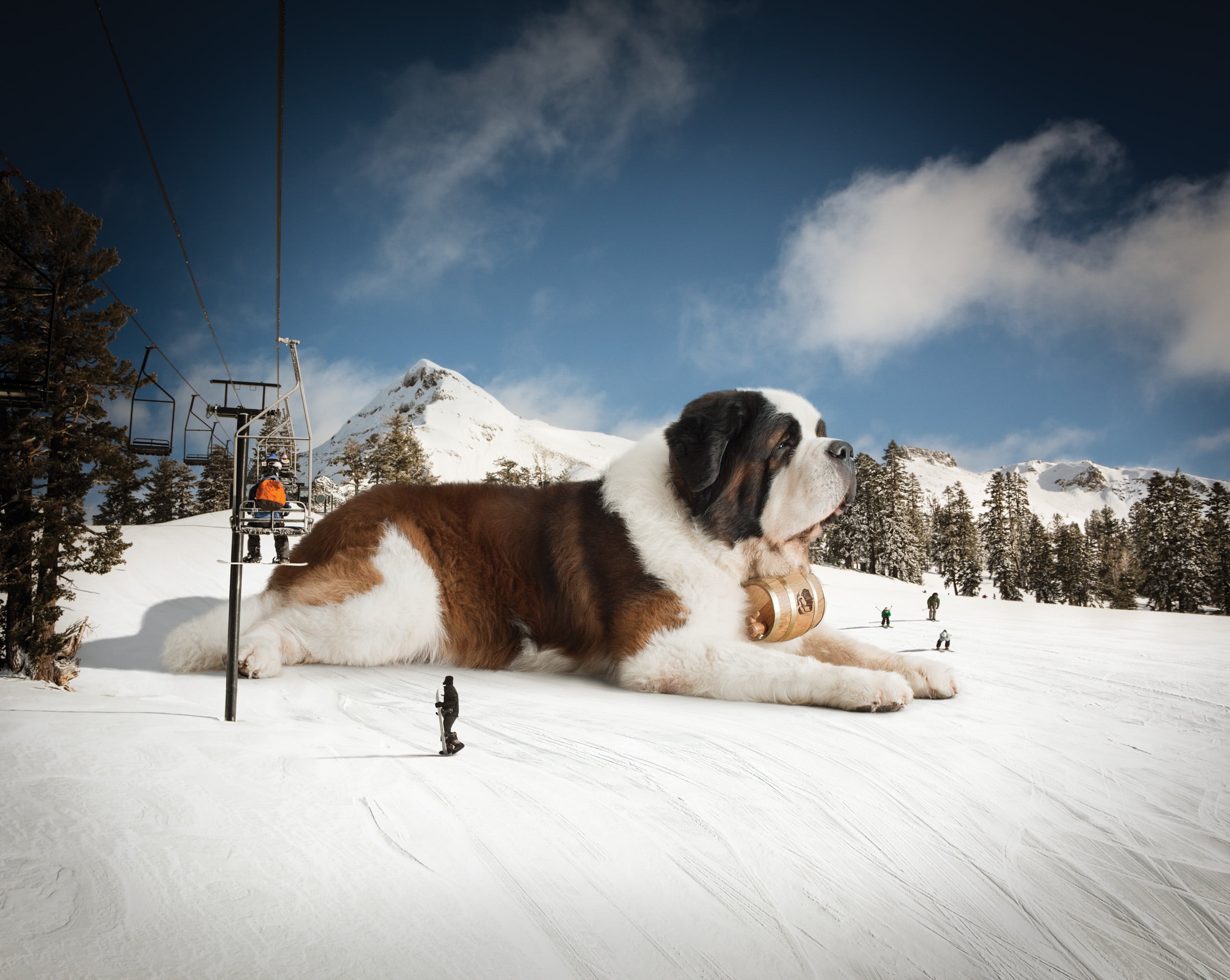dog, sky, animal themes, waiting, white, no People, vertebrate, animal, canine, relaxation, brown, pets, mountain, domestic, 2K, adult, st bernard, huge, HD Wallpaper