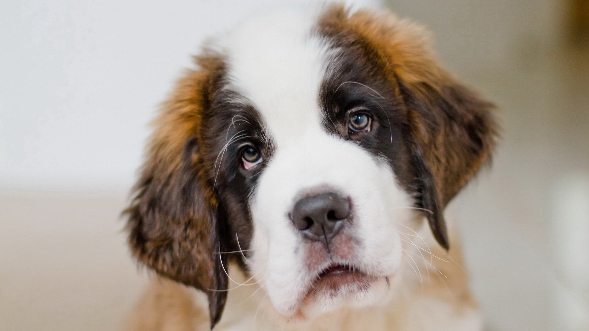brownish, cute, dog, saint bernard, pets, bernard, puppy, looking at camera, brown, vertebrate, mammal, saint, animal Head, animal mouth, purebred Dog, HD Wallpaper