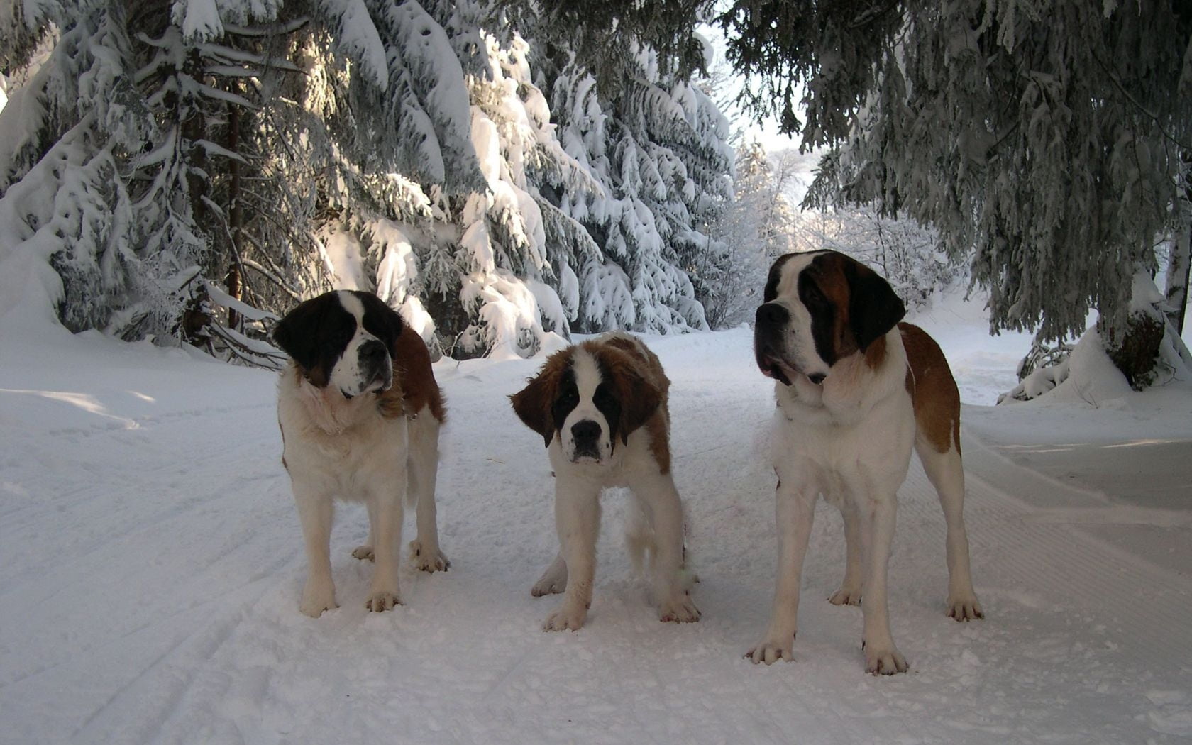 st bernard, snowcapped mountain, cold - Temperature, vertebrate, natural Land State, cold temperature, canine, road, friendship, red, nature, bernards, HD Wallpaper