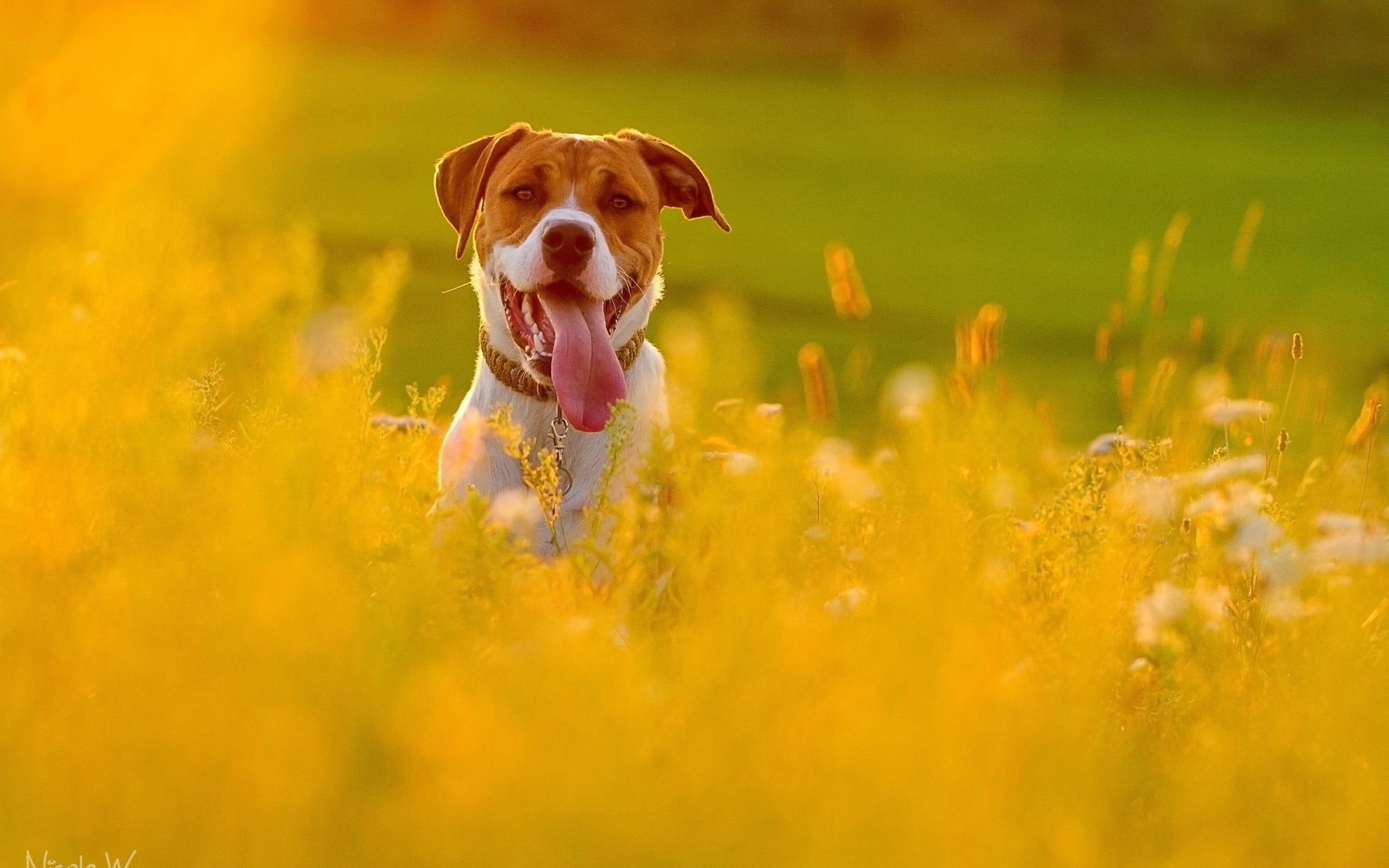 face, sitting, dog, pit, bull, brown, meadow, beauty In Nature, green Color, escape, friendship, 2K, small, american, beagle, domestic Animals, animal, HD Wallpaper