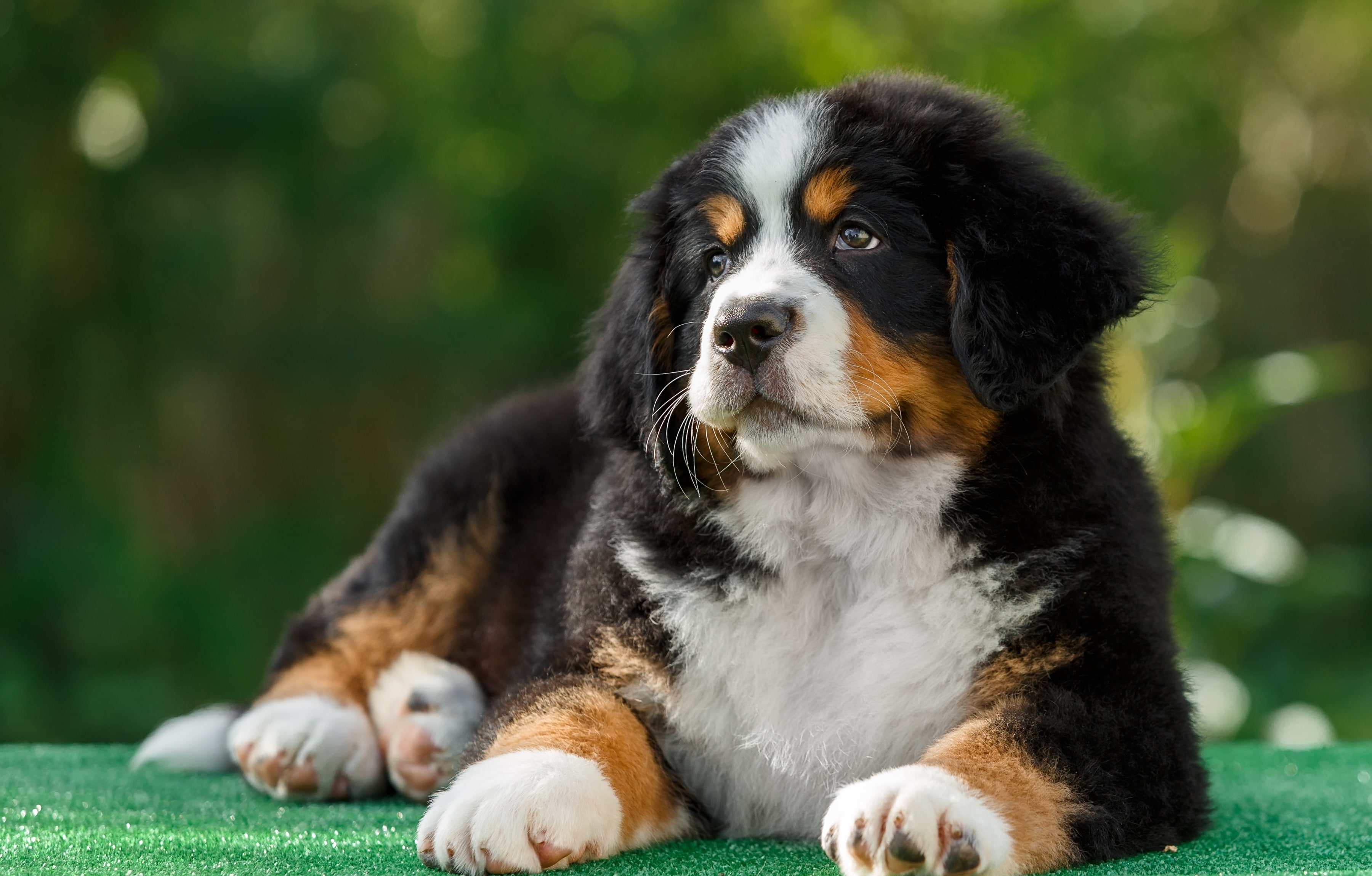 animal themes, 2K, one animal, domestic animals, bernese, adult, relaxation, vertebrate, black, domestic, no people, tan, plant, St. Bernard, whisker, HD Wallpaper