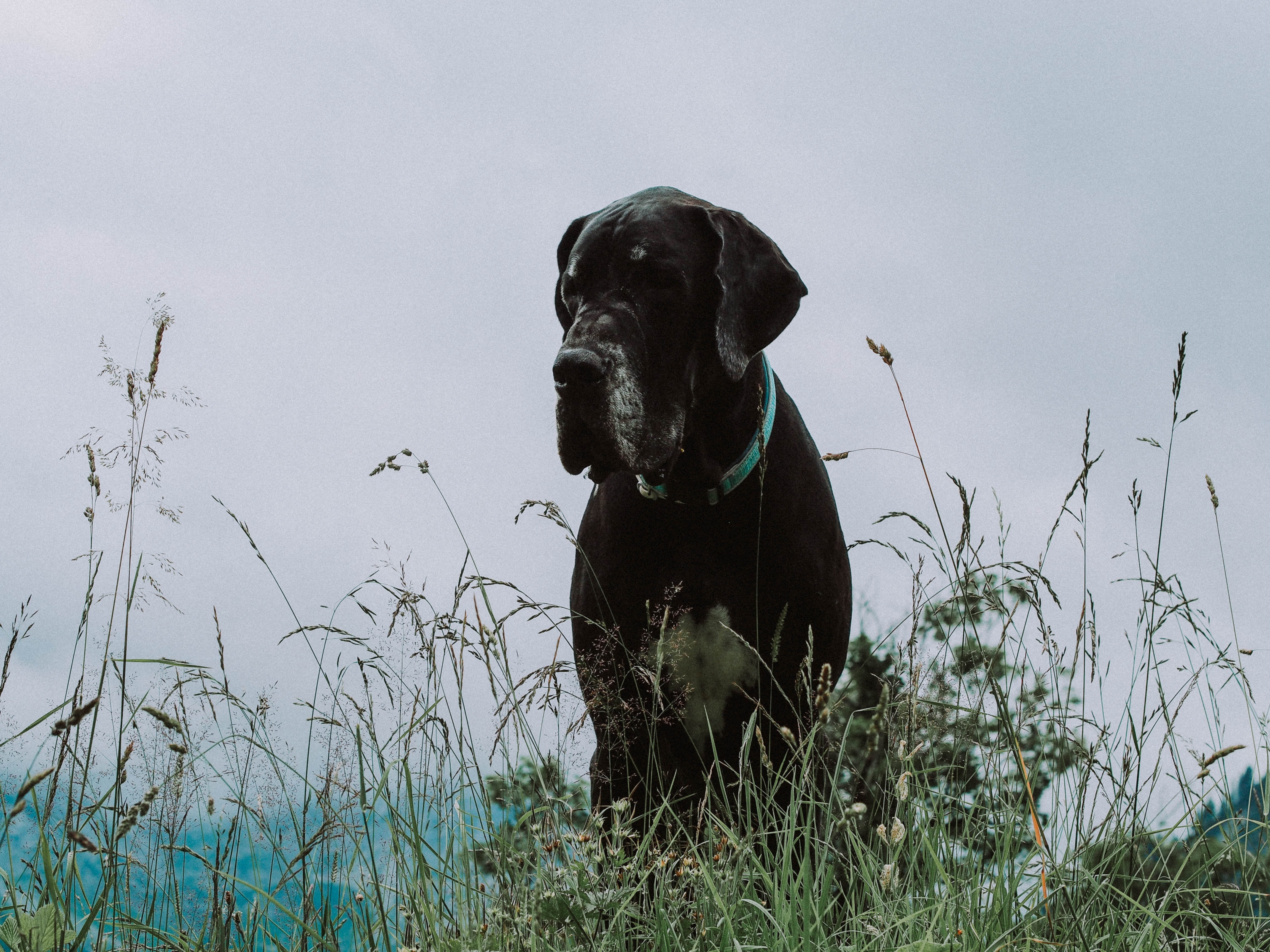 dane, animal themes, pets, sitting, great, domestic animals, muzzle, plant, portrait, adult, retriever, nature, labrador retriever, vertebrate, great dane, HD Wallpaper