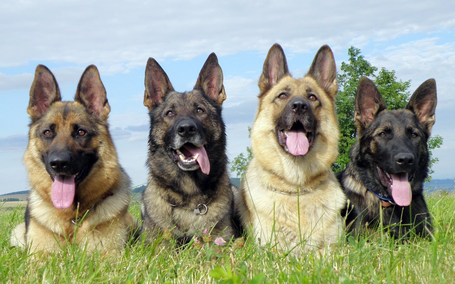 grass, looking at camera, animal, loyalty, protruding tongue, group of animals, four, shepherds, dogs, black Color, shepherd, cute, mouth open, animal Tongue, HD Wallpaper