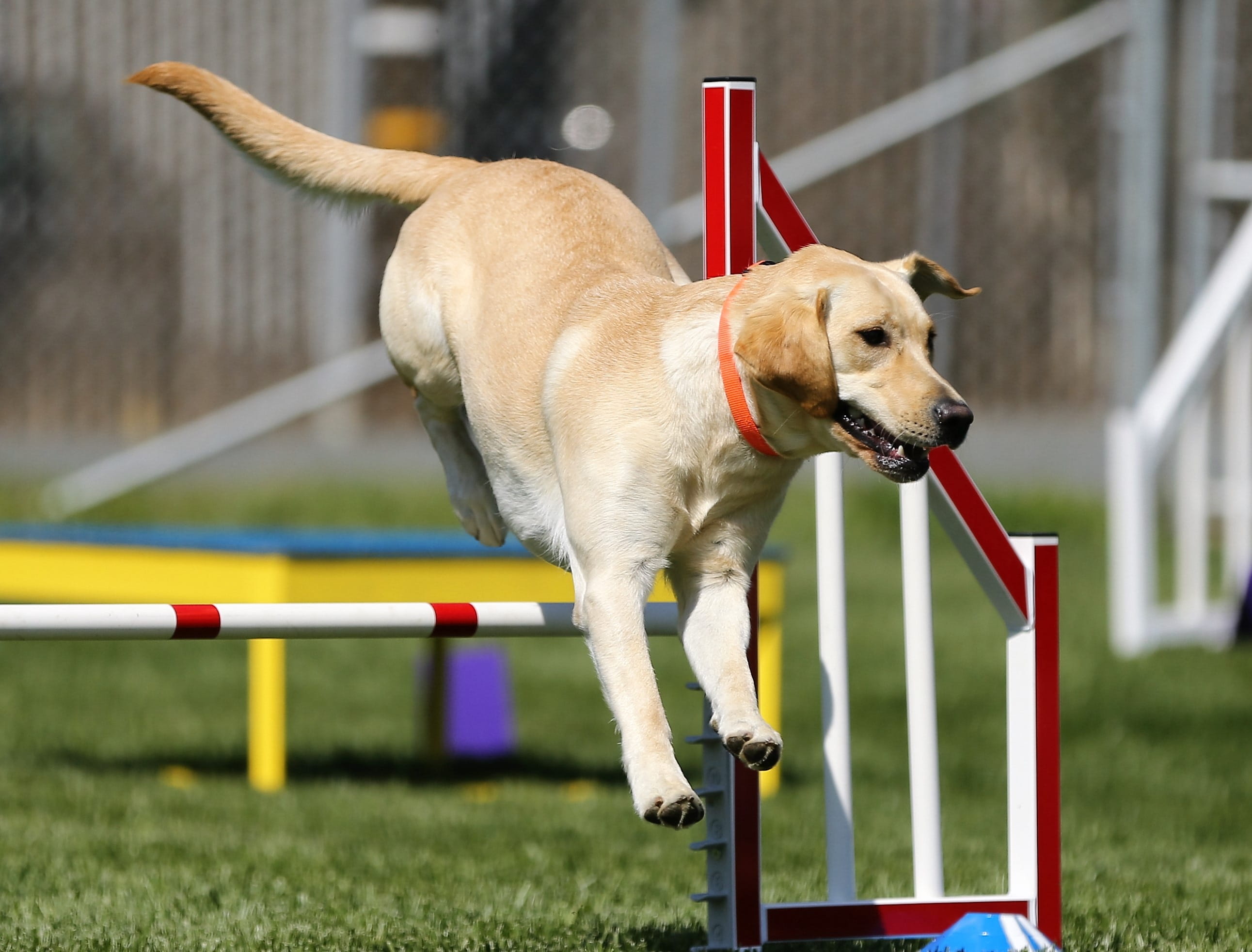 young, labrador retriever, agility, tan, fence, canine, effort, vertebrate, dog, friendly, purebred dog, one animal, purebred, red, selective, grass, photography, HD Wallpaper