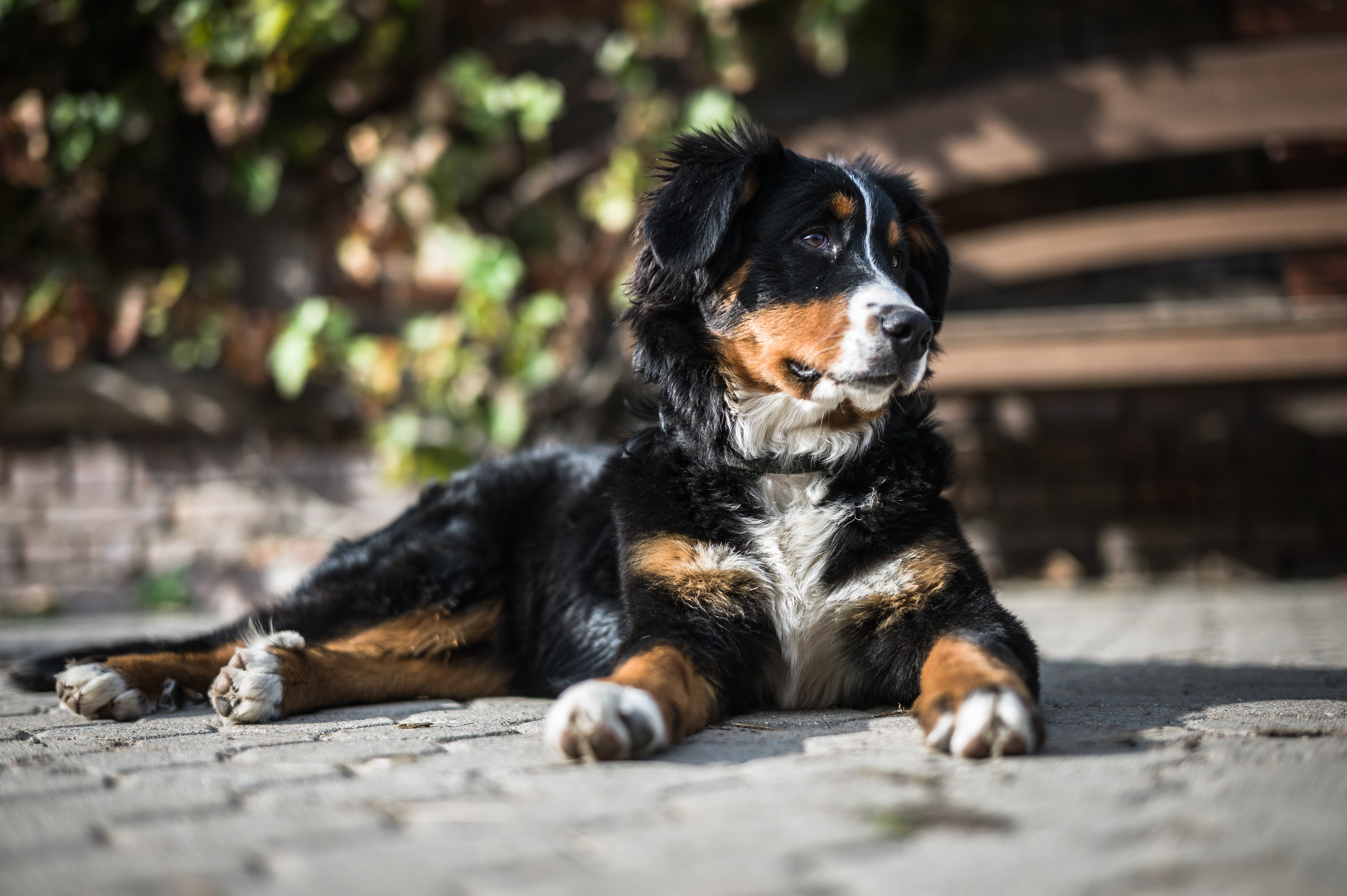 outdoors, lies, sitting, mammal, relaxation, loyalty, domestic Animals, fur, portrait, animal Tongue, vertebrate, animal head, day, sheepdog, dog, no People, HD Wallpaper