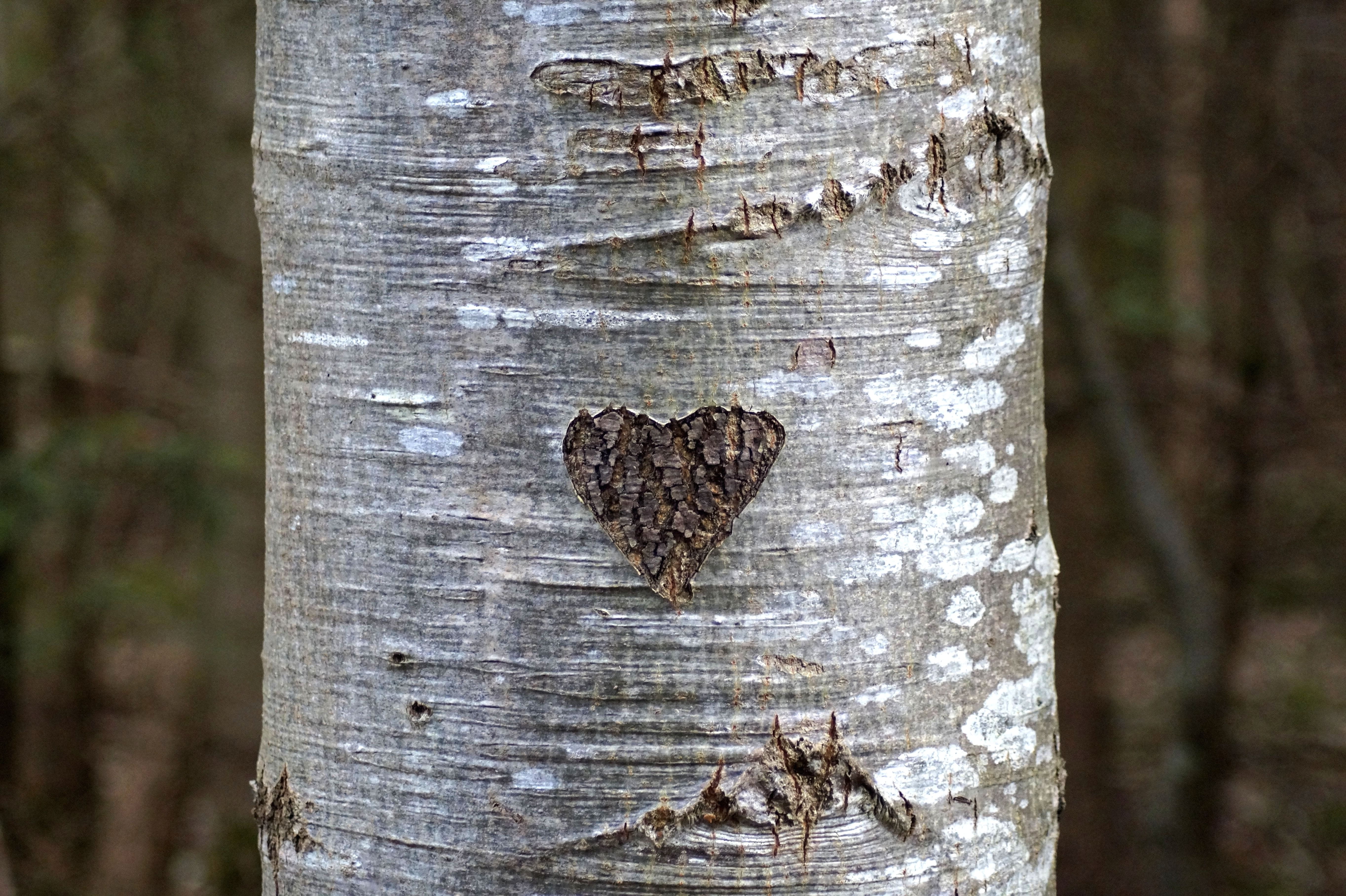 romantic, textured, romance, trunk, loyalty, carved, coniferous tree, tribe, forest, relationship, animals in the wild, old, heart, no people, plant, symbol, HD Wallpaper