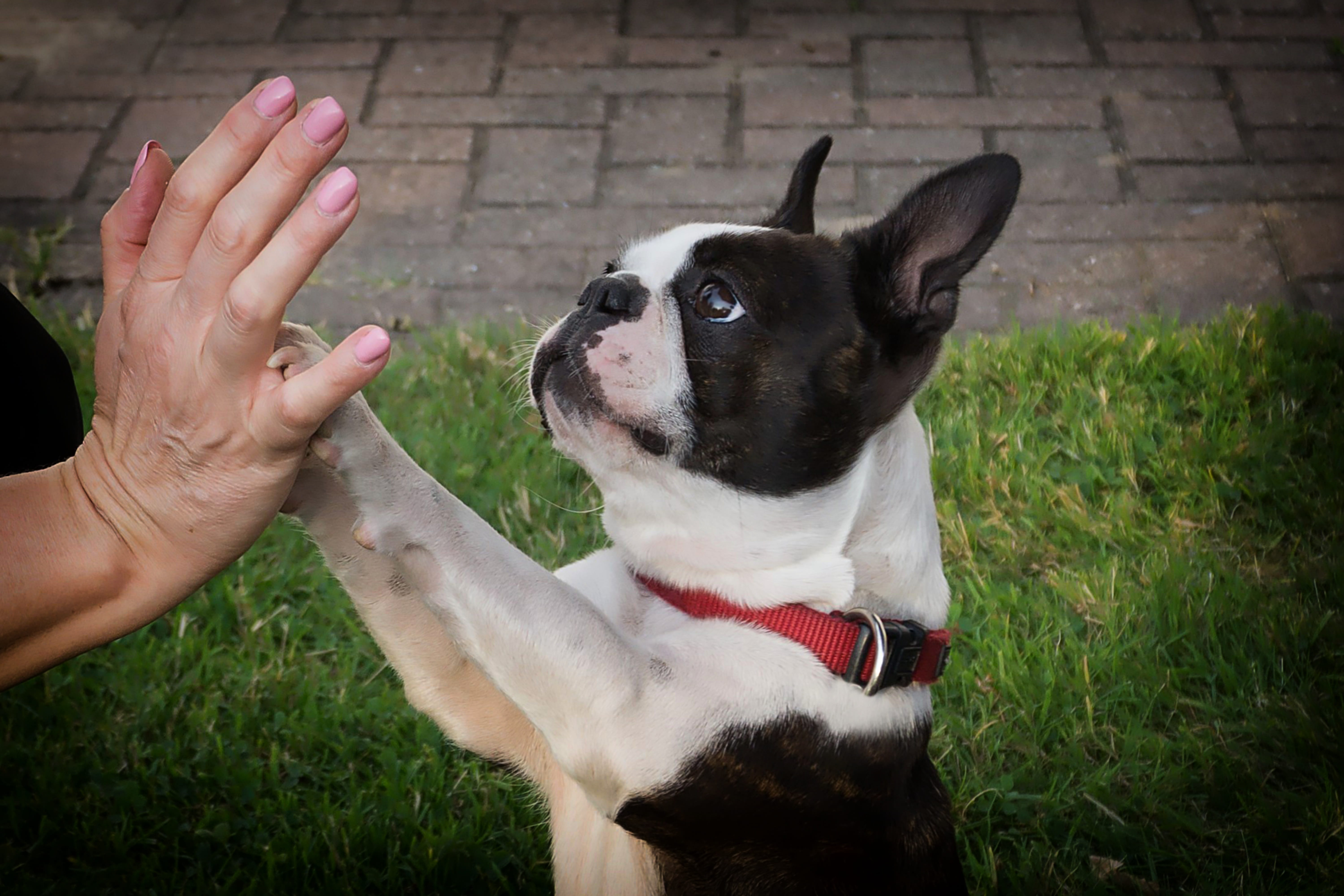 loyalty, plant, mammal, friendship, black and white, 5K, finger, one person, domestic, dog look, pet owner, day, one animal, black, grass, human body part, HD Wallpaper