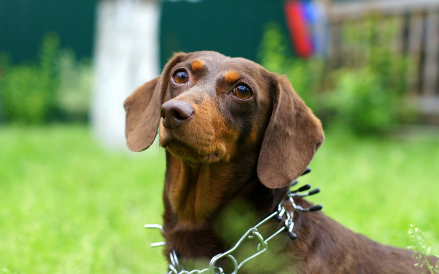 mammal, day, canine, loyalty, dog, one animal, vertebrate, pets, black, animal themes, summer, looking away, 720P, focus on foreground, collar, view, purebred dog, HD Wallpaper