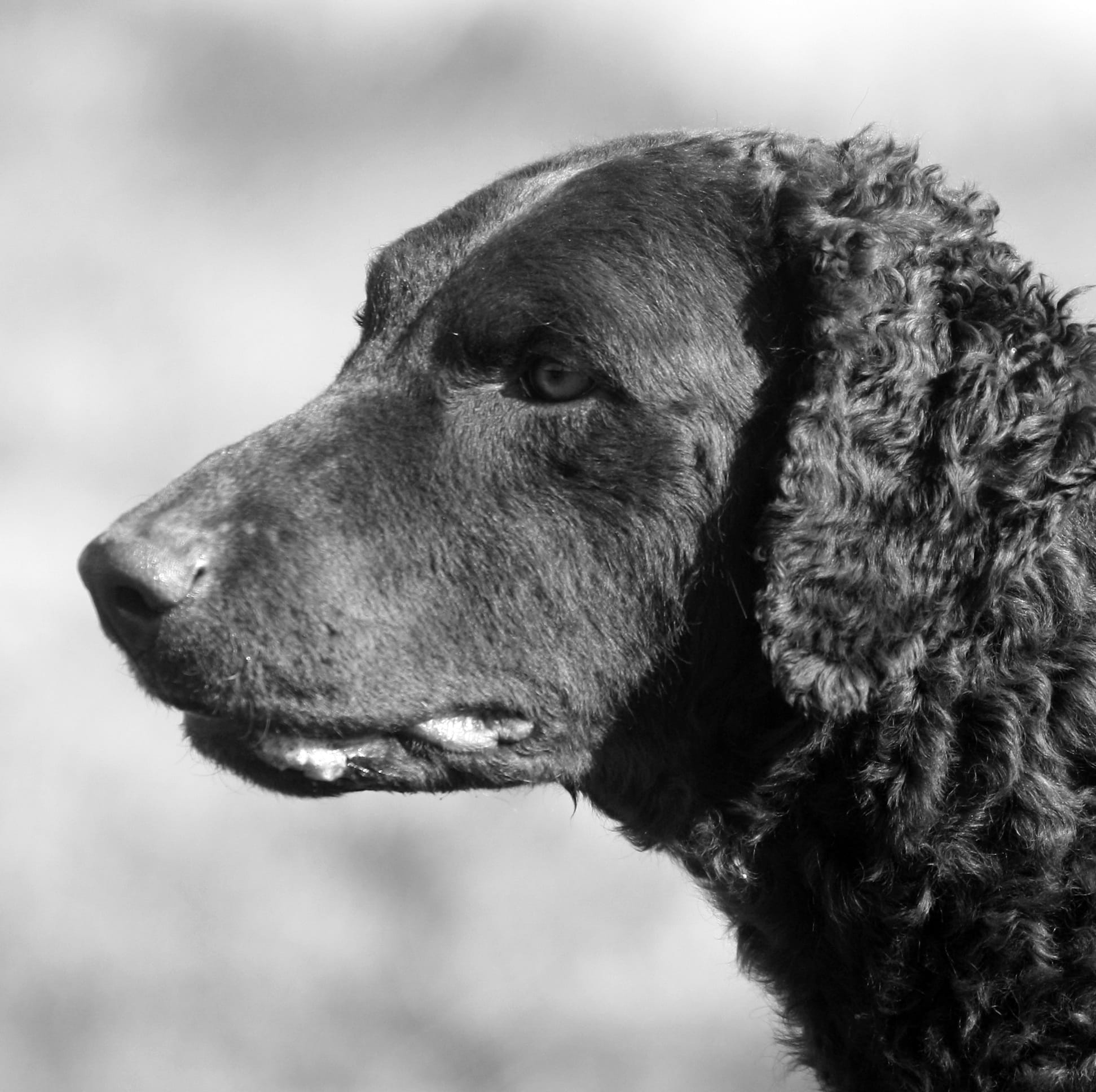 expression, pets, friendly, looking away, side view, vertebrate, loyalty, no people, purebred dog, loyal, companion, curly coated retriever, hunting, obedient, HD Wallpaper