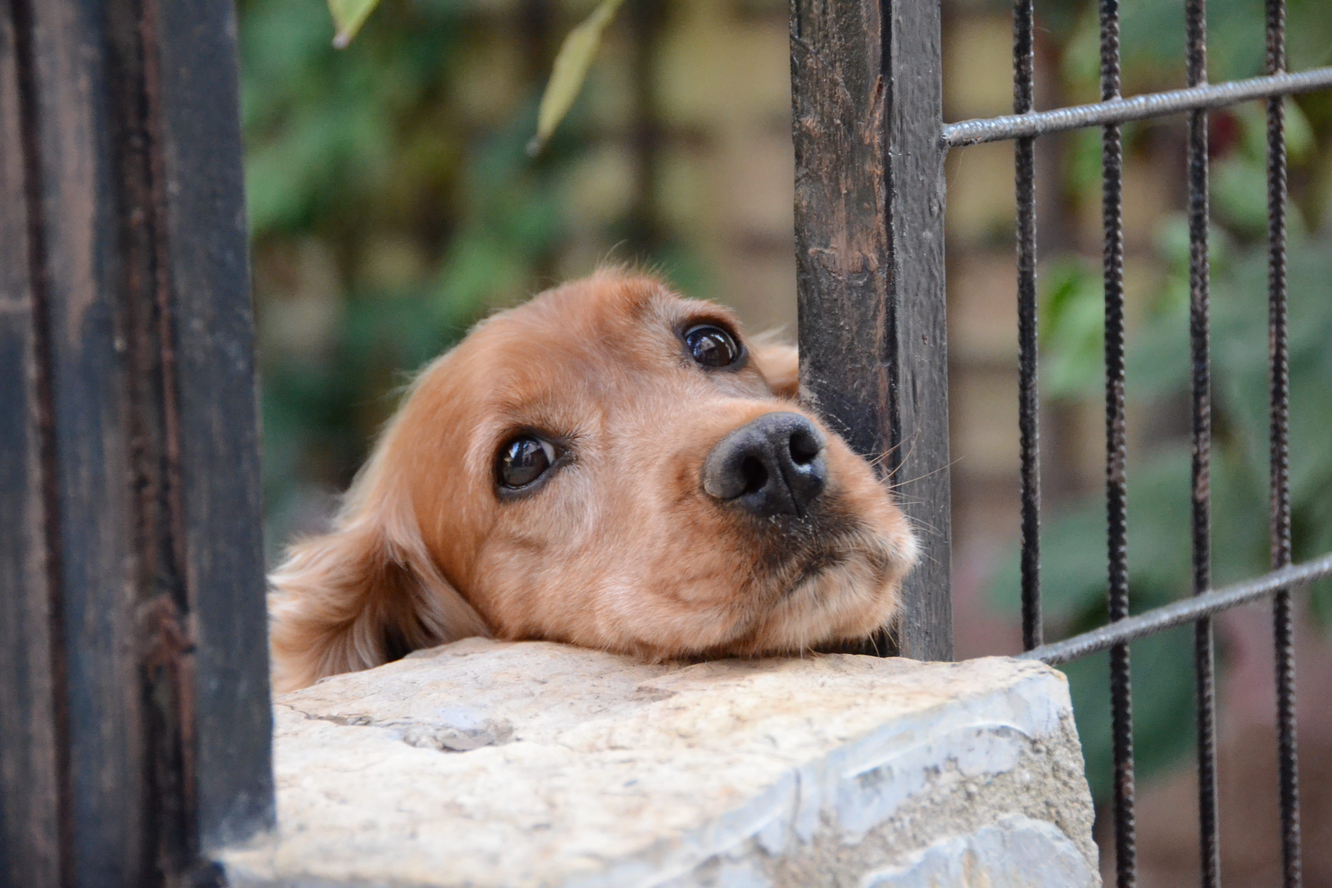 looking, cute, looking at camera, nature, domestic animals, boundary, small, puppy, fence, good, canine, 4K, loyalty, portrait, no people, mammal, sweet, HD Wallpaper