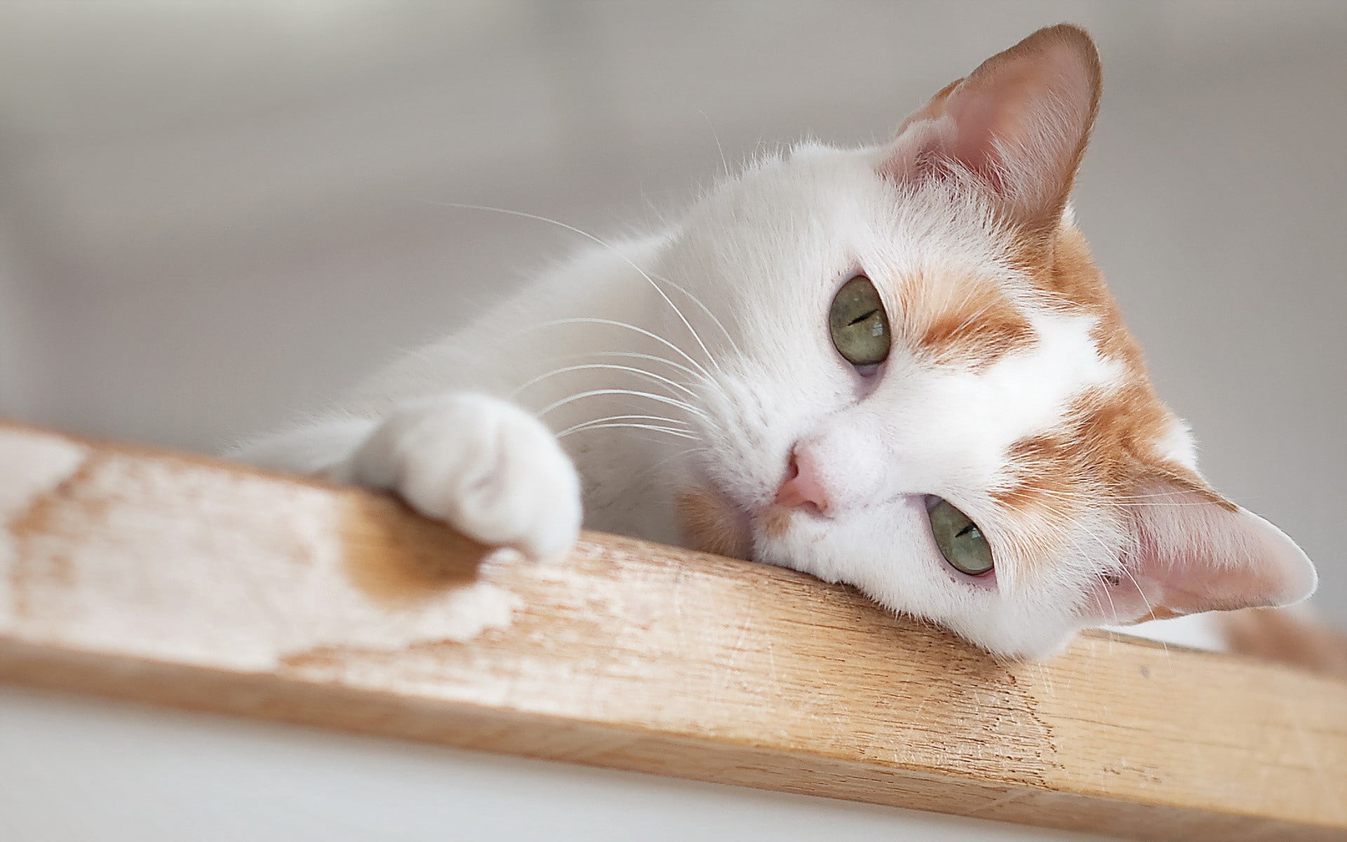 playful, animal themes, brown, cute, kitten, paw, red, mammal, face, looking, feline, vertebrate, no people, pets, one animal, close-up, eyes, curiosity, HD Wallpaper