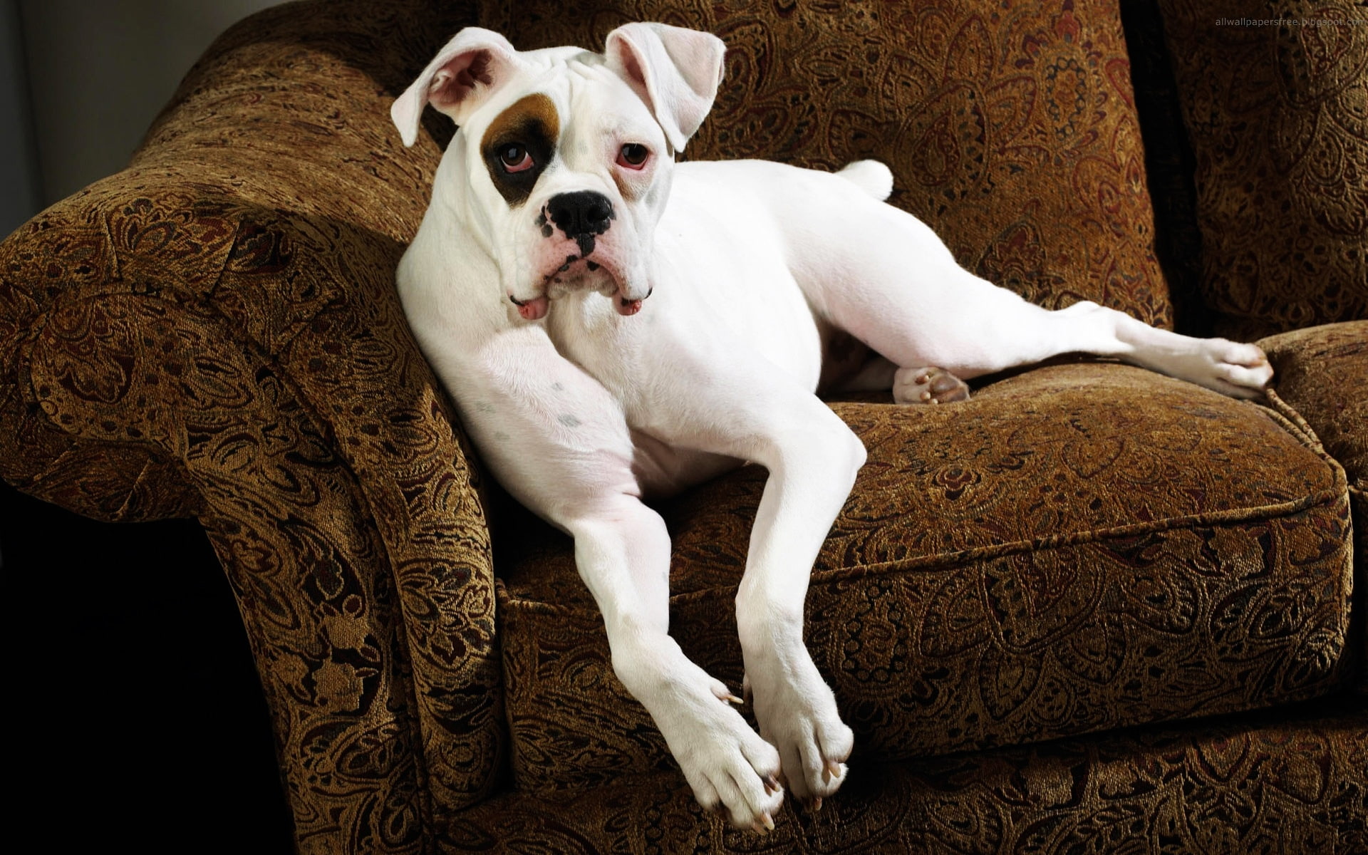 bored, white, american, bulldog, 1080P, life, animals, HD Wallpaper