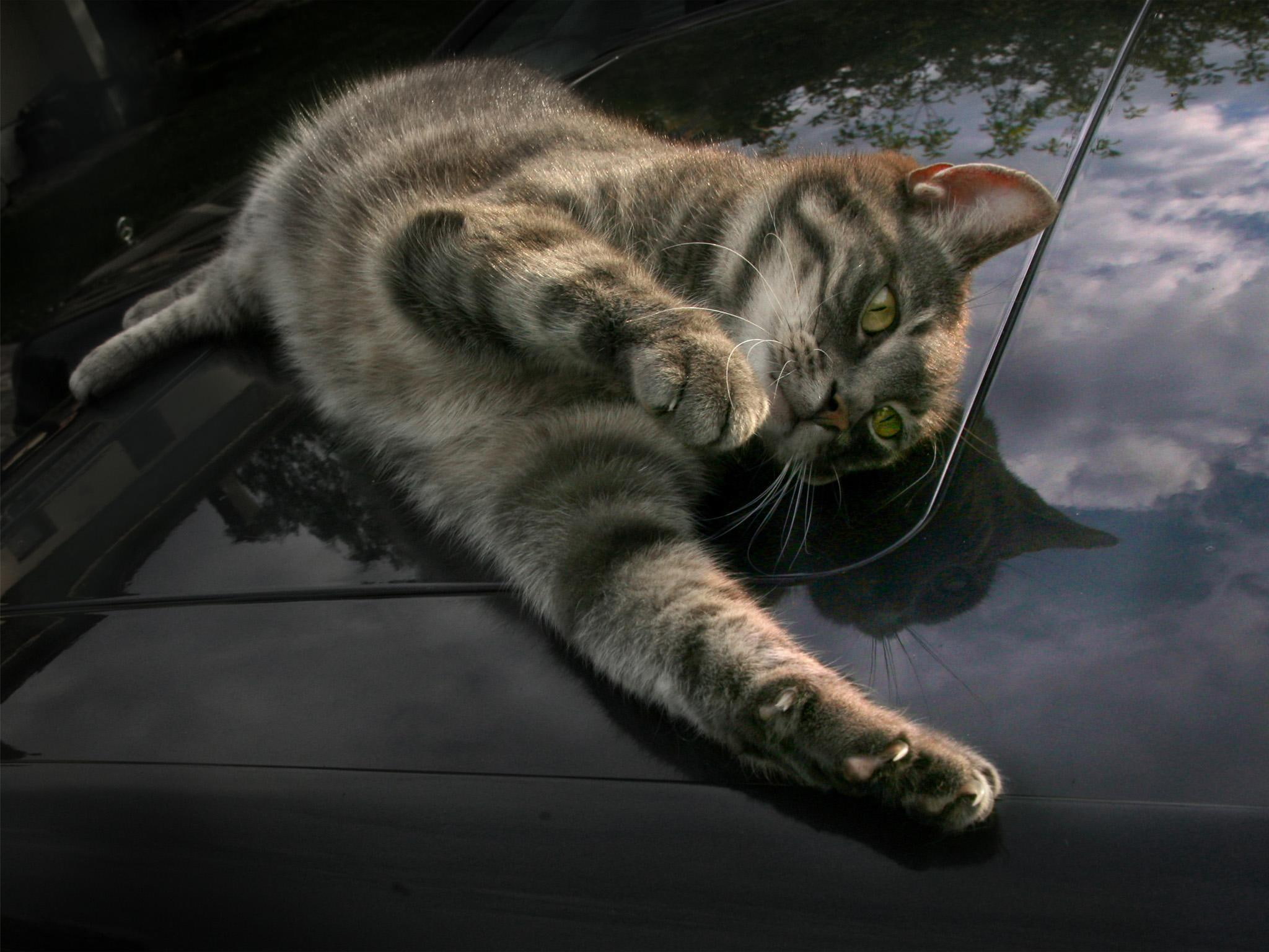 bored, kytty, cute, 1080P, animals, HD Wallpaper
