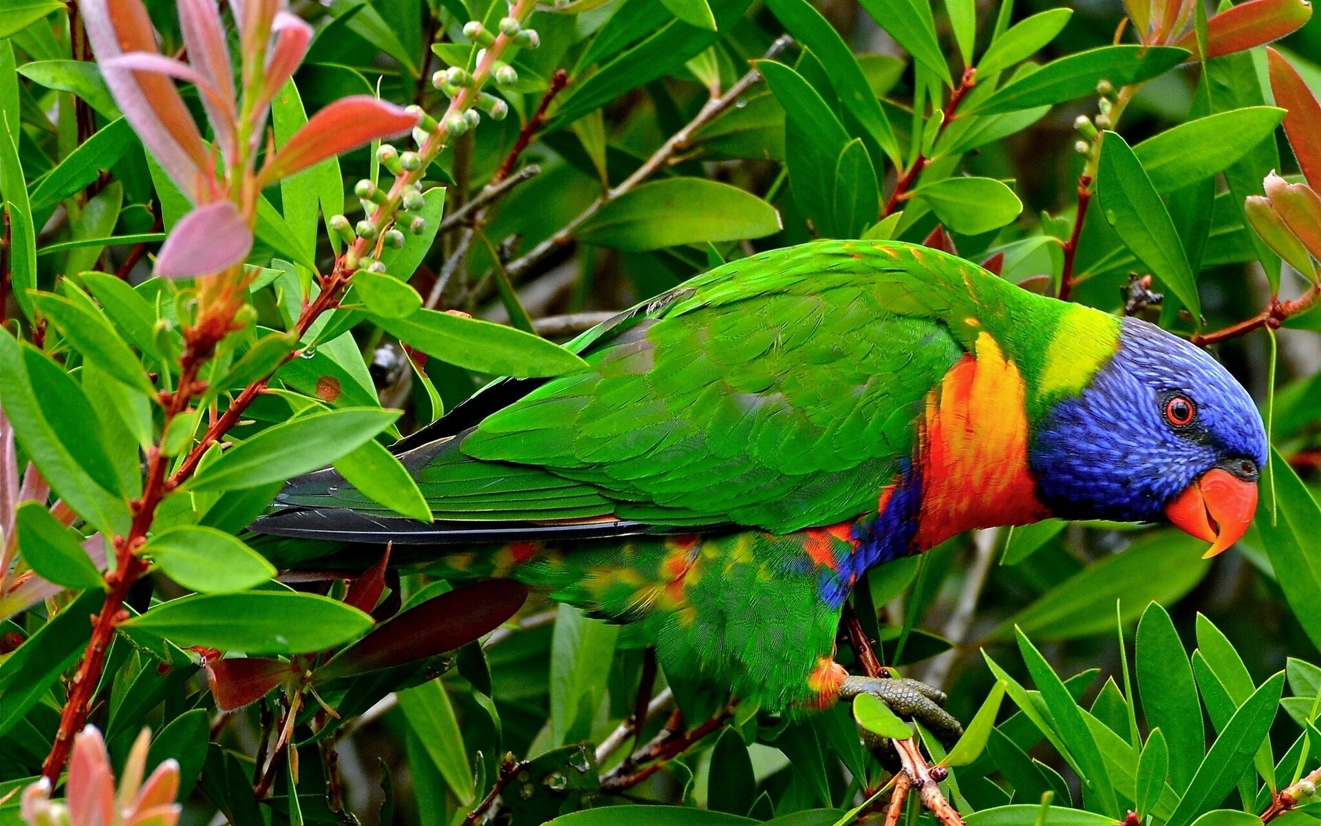 Lorikeet, It, Multicolor, can, Parrot, See, 1080P, HD Wallpaper
