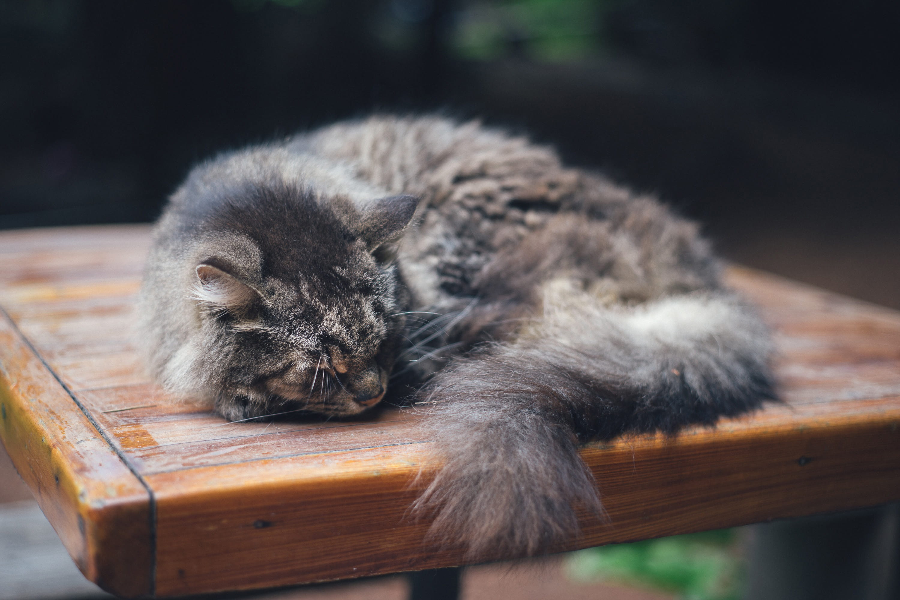 feline, seat, young Animal, animal wildlife, close-up, cute, outdoors, animal, one animal, paw, animals, pets, cat, fur, vertebrate, focus on foreground, HD Wallpaper